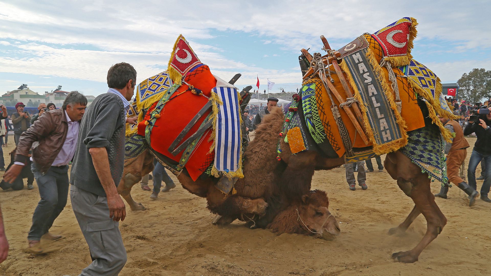 Camel wrestling