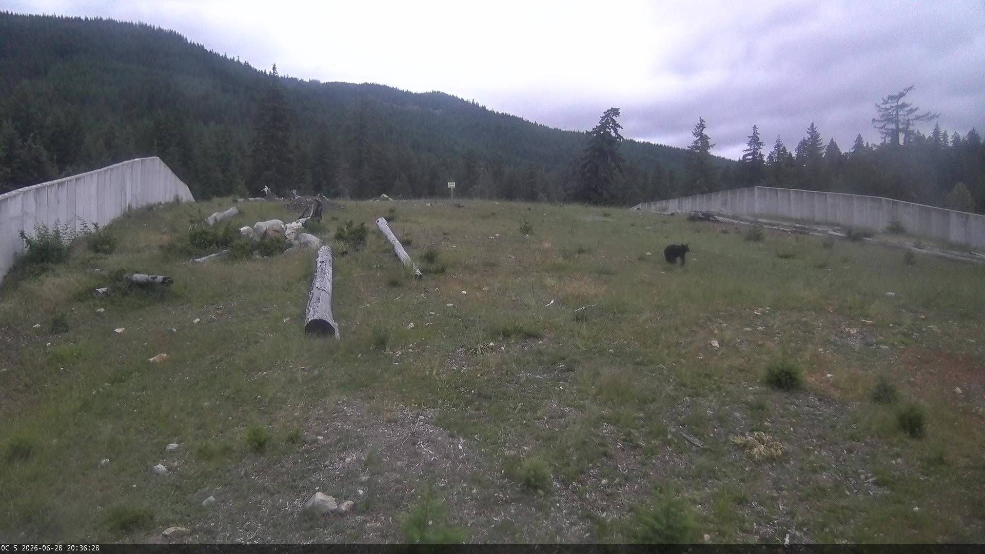 Bear marks Washington crossing milestone - Axios Seattle