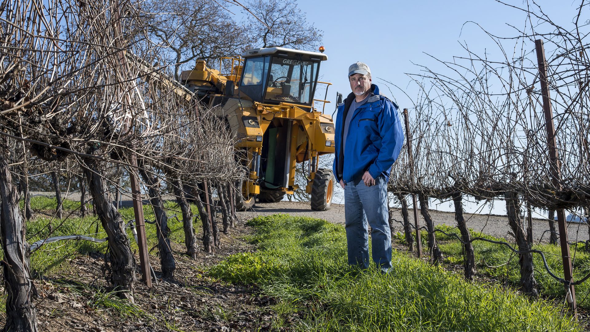 Image of a vintner in his vineyard with a grape-picking robot. 