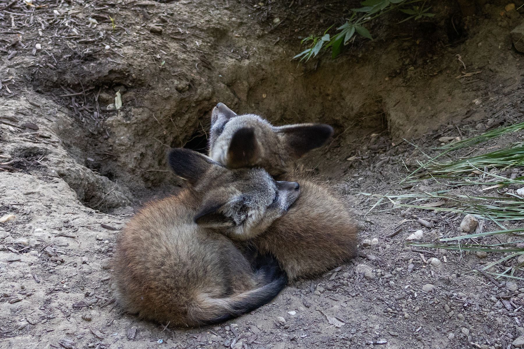 Two wolves cuddle in a dirt burrow, one nuzzling the other's neck. Brown and gray fur, bare soil, and sparse vegetation around them.