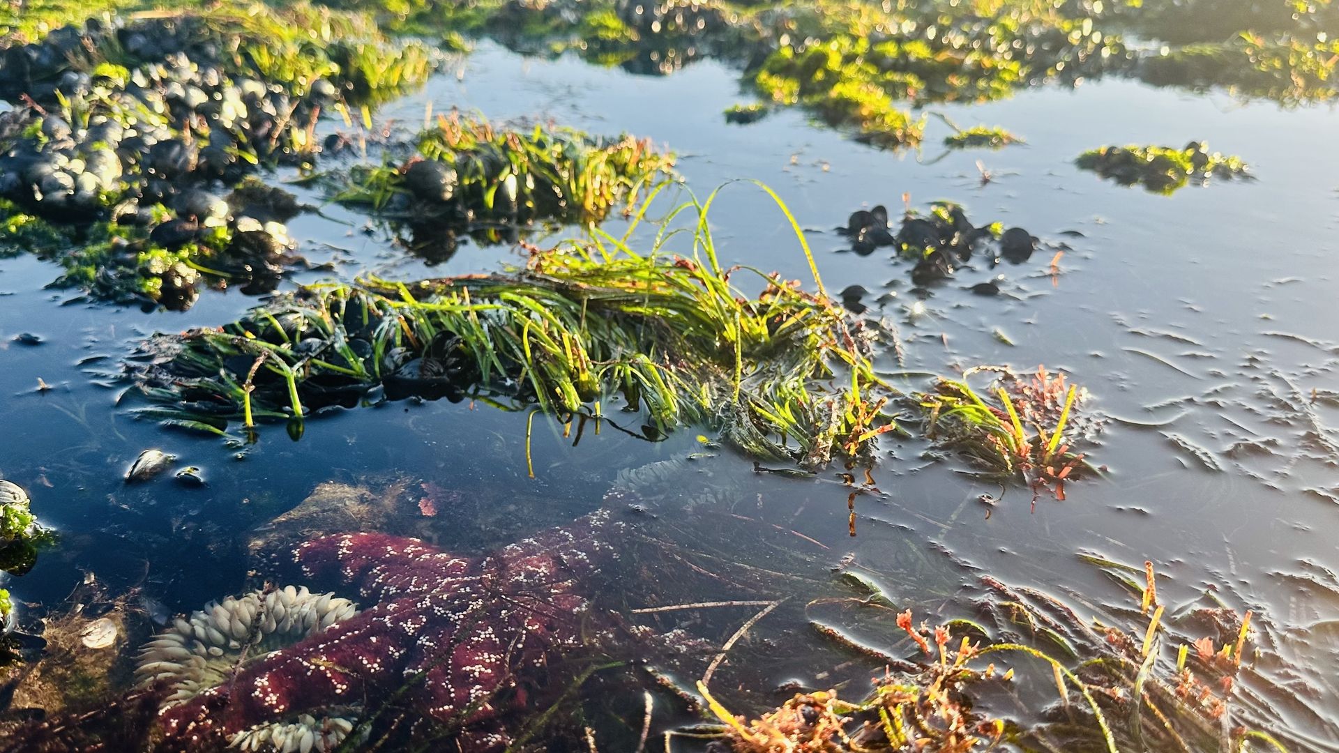 A sea star on top of a sea anemone in a La Jolla tidepool at sunset after a king tide.