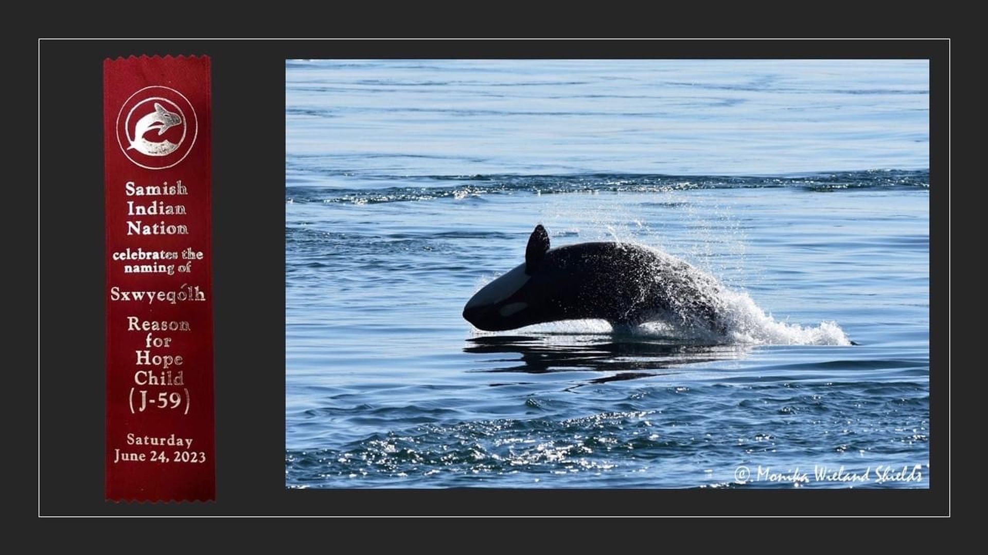 A photo of a whale calf alongside a ribbon commemorating the whale's naming ceremony by the Samish Indian Nation. 