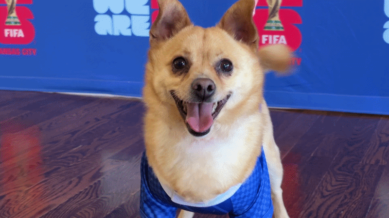 GIF shows a tan dog named Keeper smiling at the camera and looking around. The dog is wearing a FIFA kit with a FIFA Kansas City sign in the background.