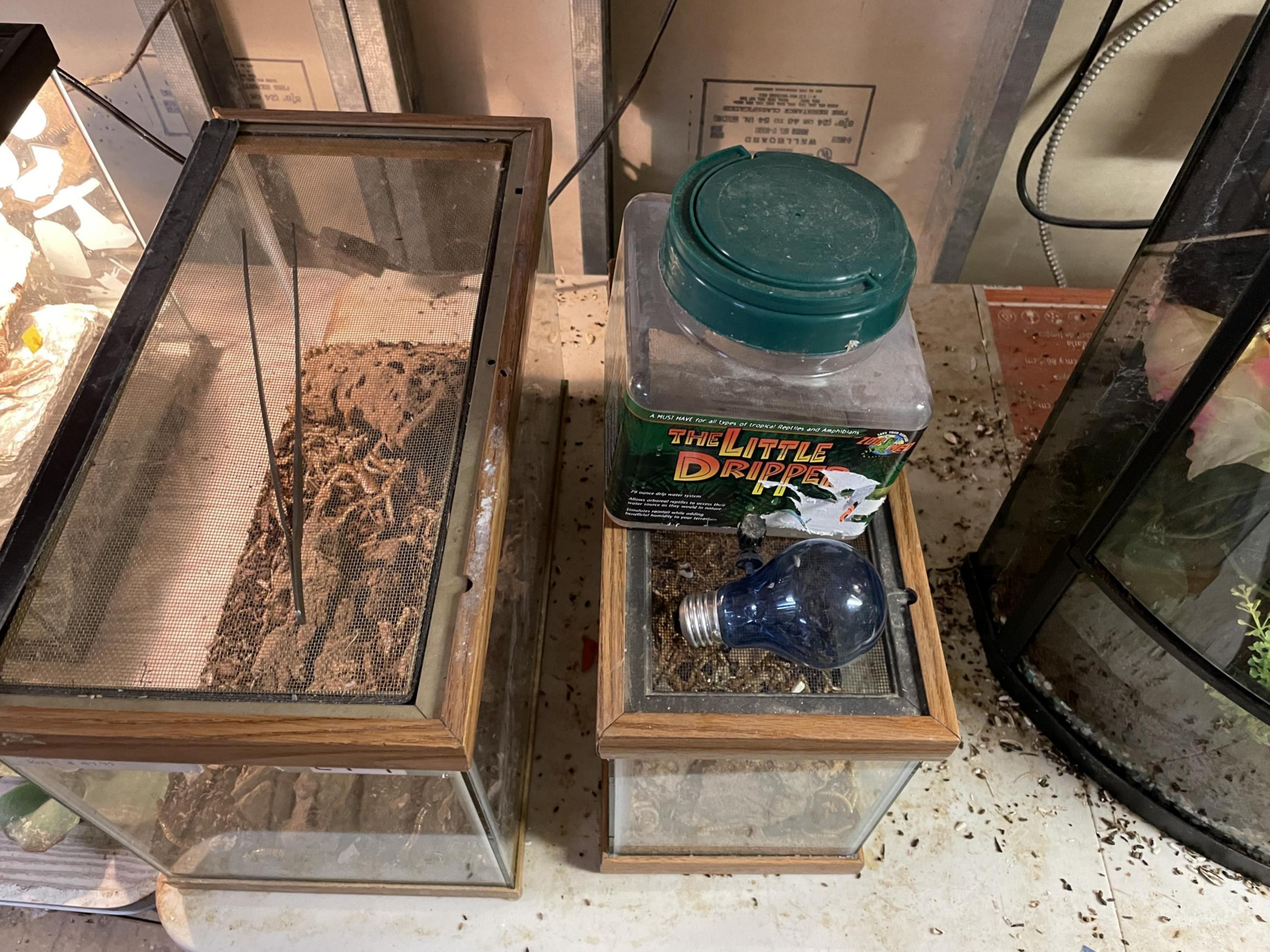 Two small glass terrariums with wooden frames on a table, one with a green-lidded container labeled "The Little Dripper II" and a blue light bulb on top, surrounded by scattered debris.