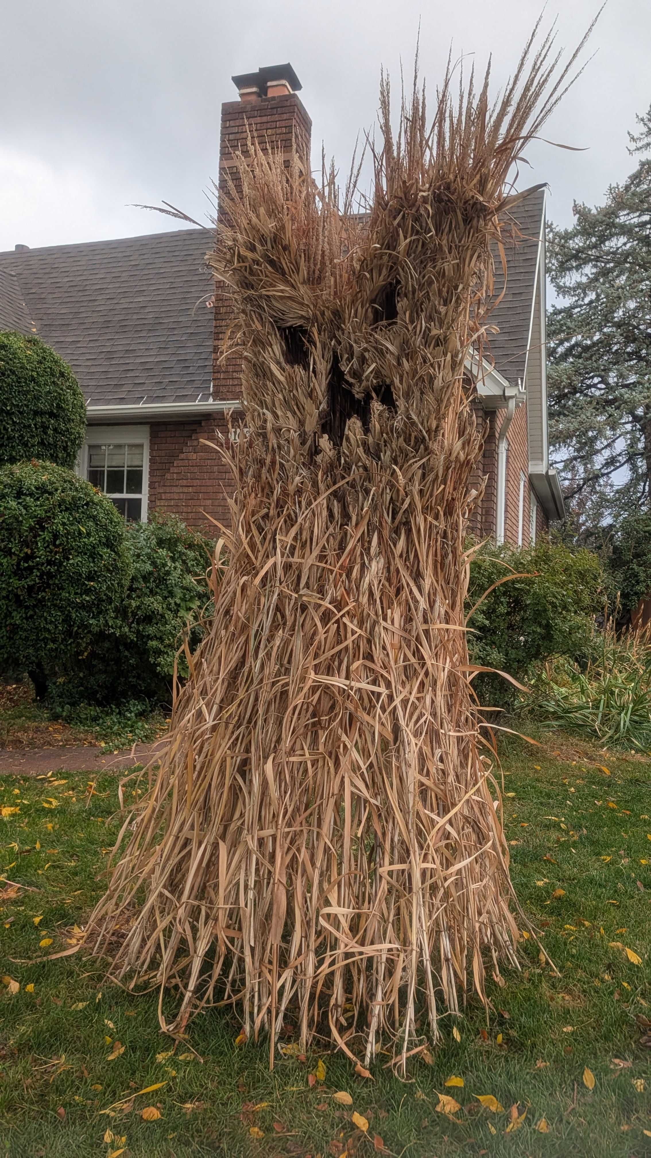 Tall dried palm fronds surround a thick trunk in a front yard; a brick house with a chimney sits behind under a gray sky.