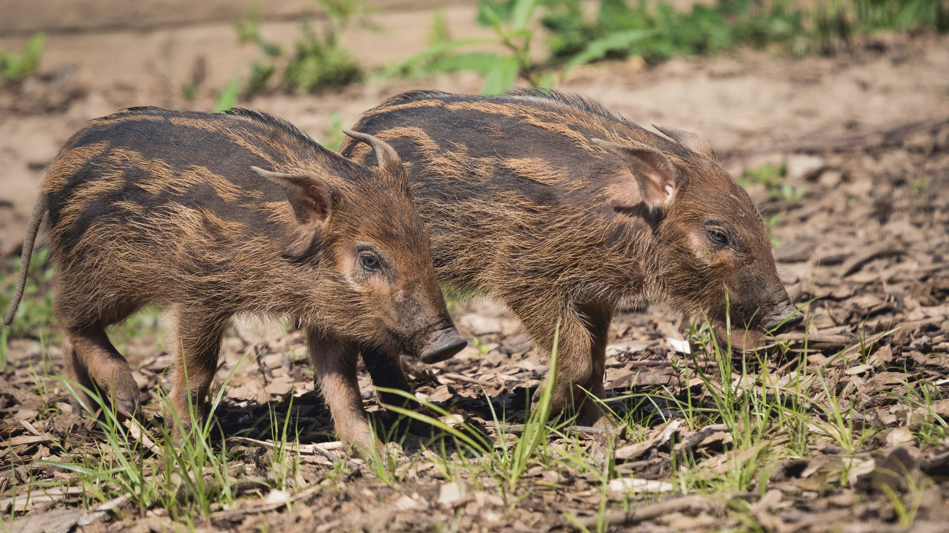 A photo of Red River Hogs.