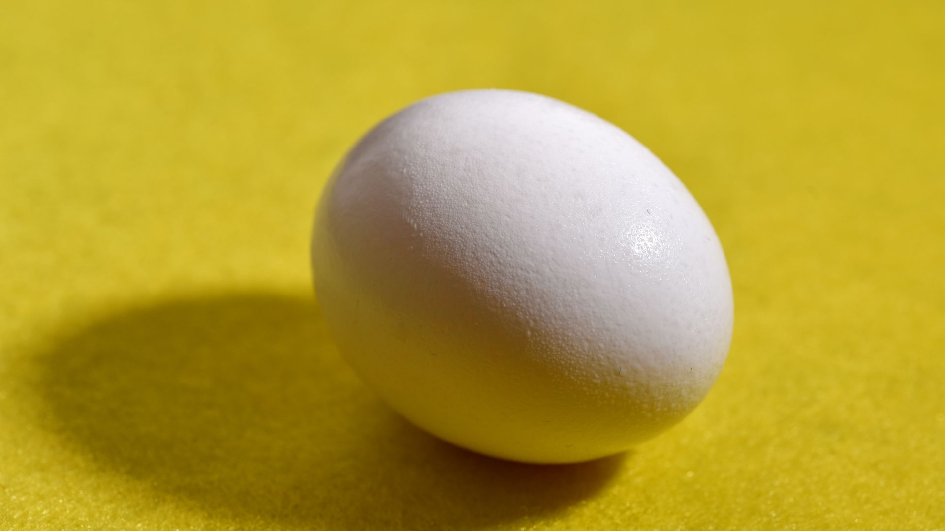 In this photo illustration, a chicken egg is seen on a yellow background.