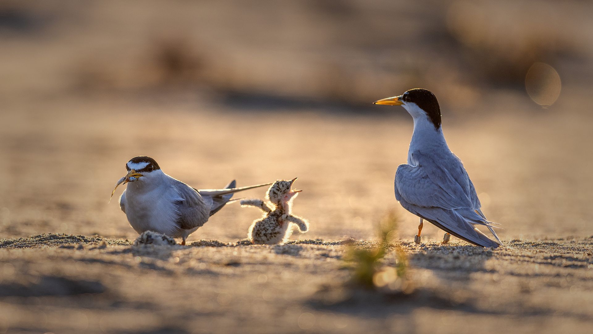 Two adult birds with gray and white feathers and black streaks across their heads, with one of the birds holding a fish in its mouth, stand on either side of a fluffy chick.