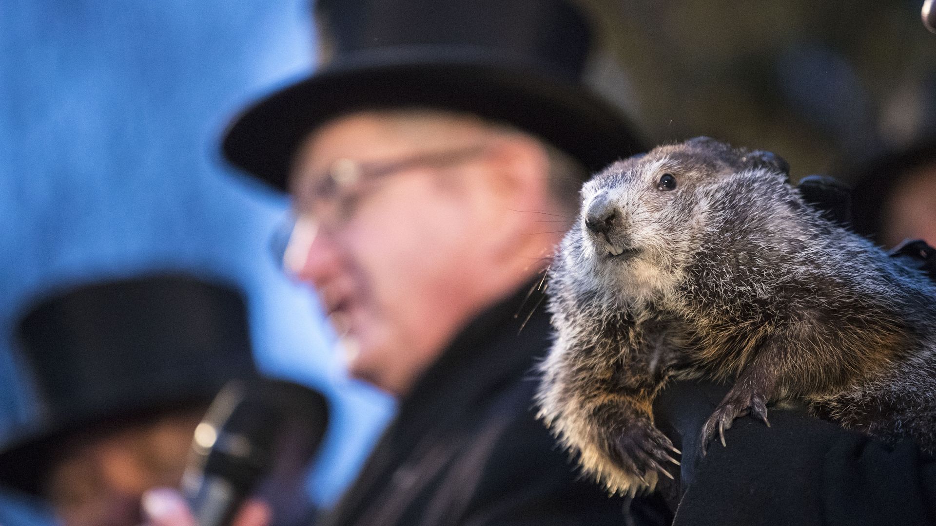 Close-up of a groundhog held by a person in black gloves, with men wearing black top hats and coats blurred in the background, one holding a microphone.