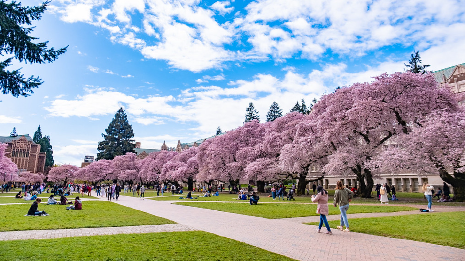 A view of the quad at the University of Washington while the cherry blossoms are in bloom.