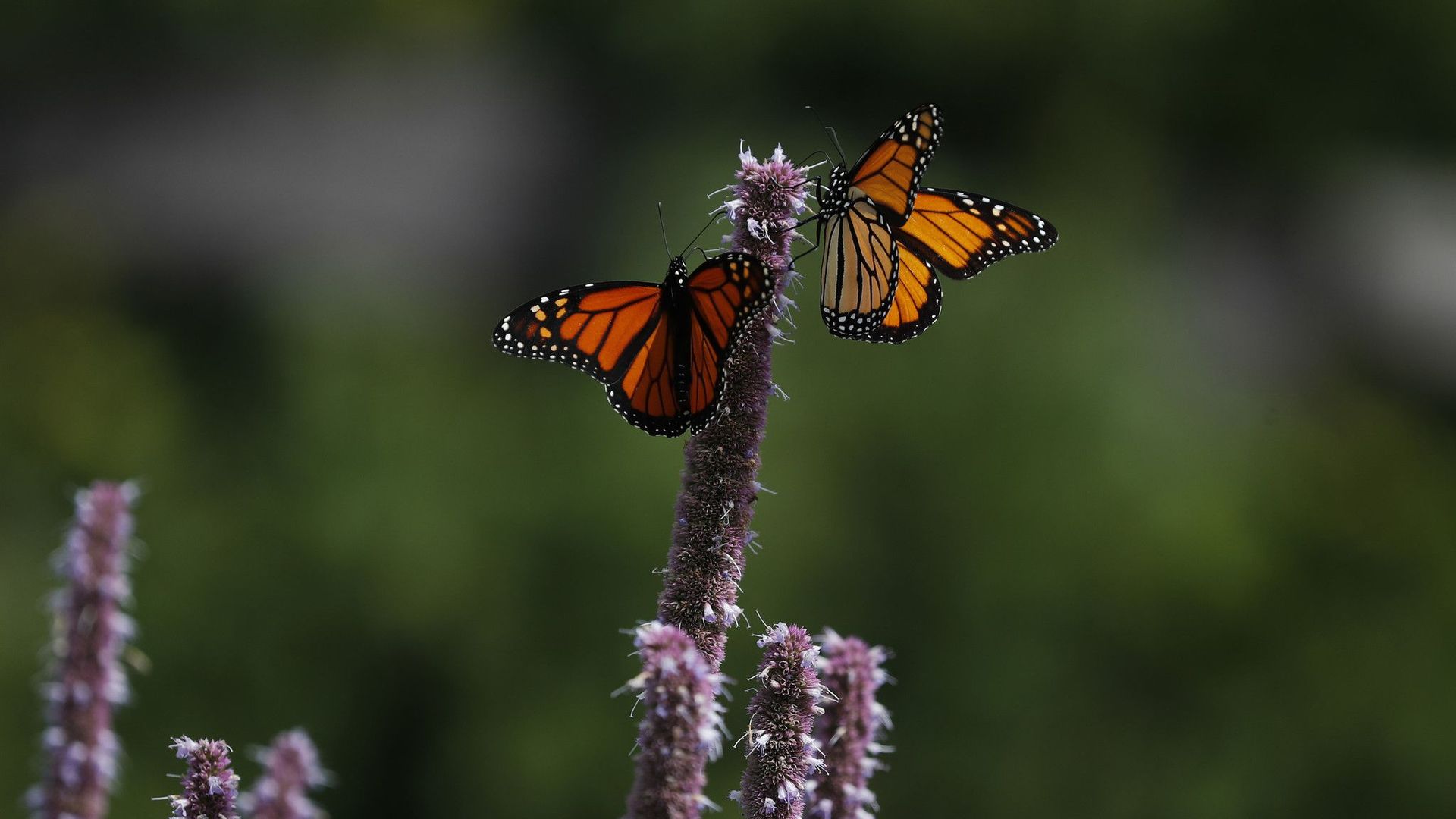 monarch butterflies