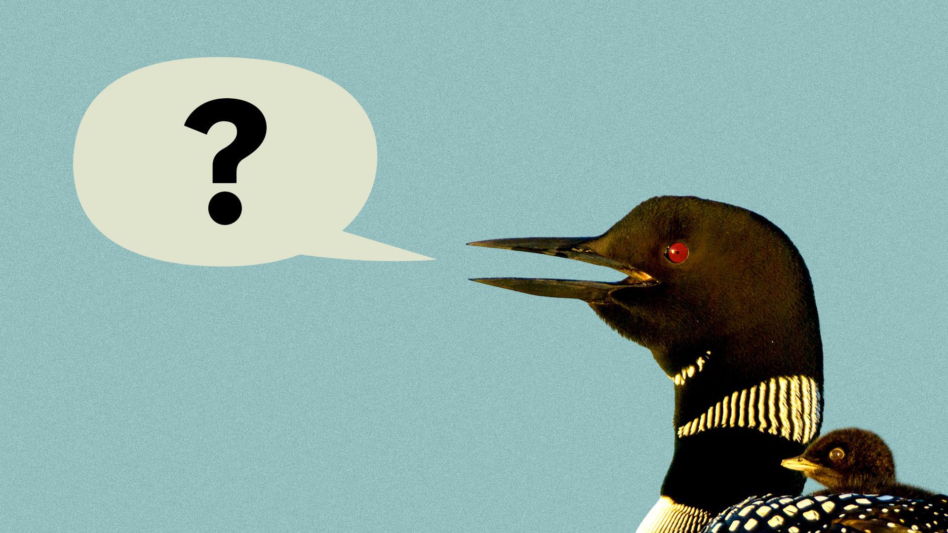 Illustration of a loon with a word balloon with a question mark coming out of its mouth.