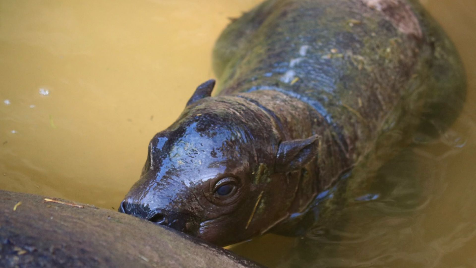 Ruka, a pygmy hippo calf