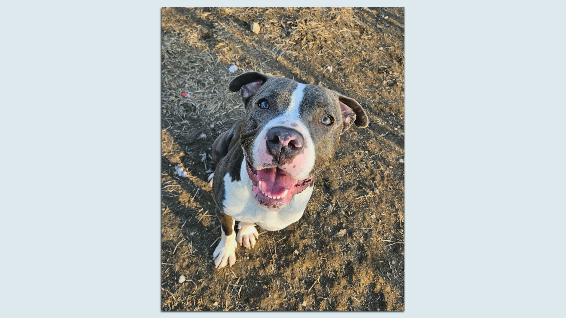 A cute grey and white dog.