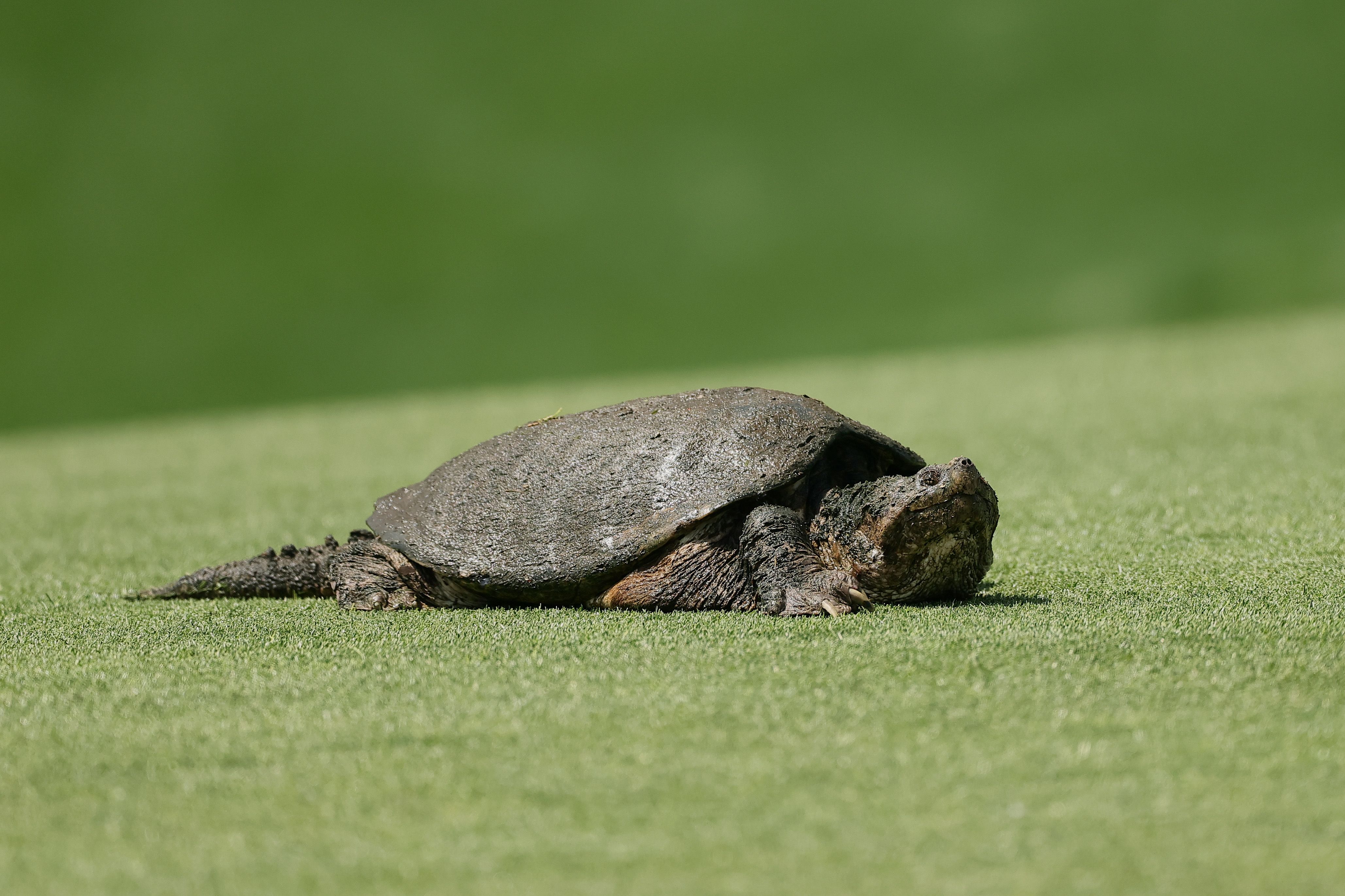 A common snapping turtle sits on the 15th hole fairway during the first round of the PGA Championship at Quail Hollow Country Club on May 15, 2025 in Charlotte, North Carolina. (Photo by Alex Slitz/Getty Images)
