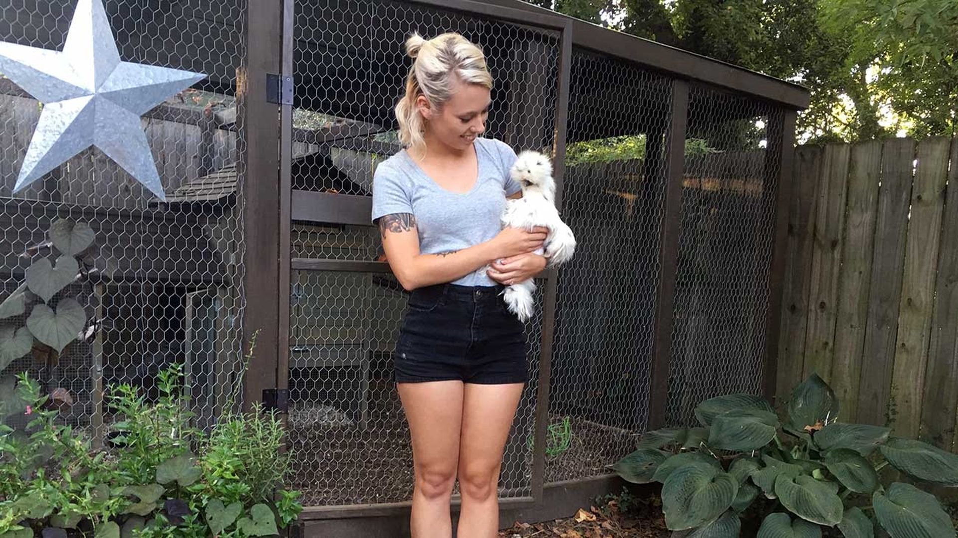 backyard-chickens-in-charlotte