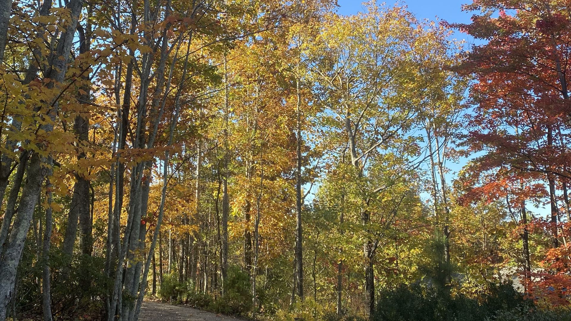 A winding gravel path surrounded by trees with bright autumn leaves in yellow, orange, and red under a clear blue sky.
