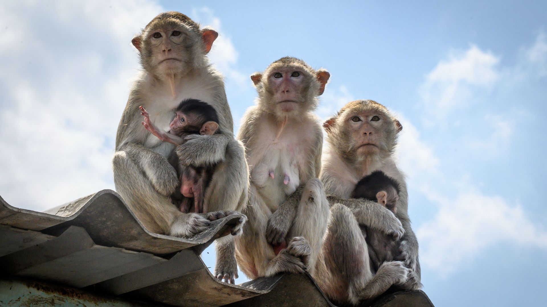 Monkeys in Thailand