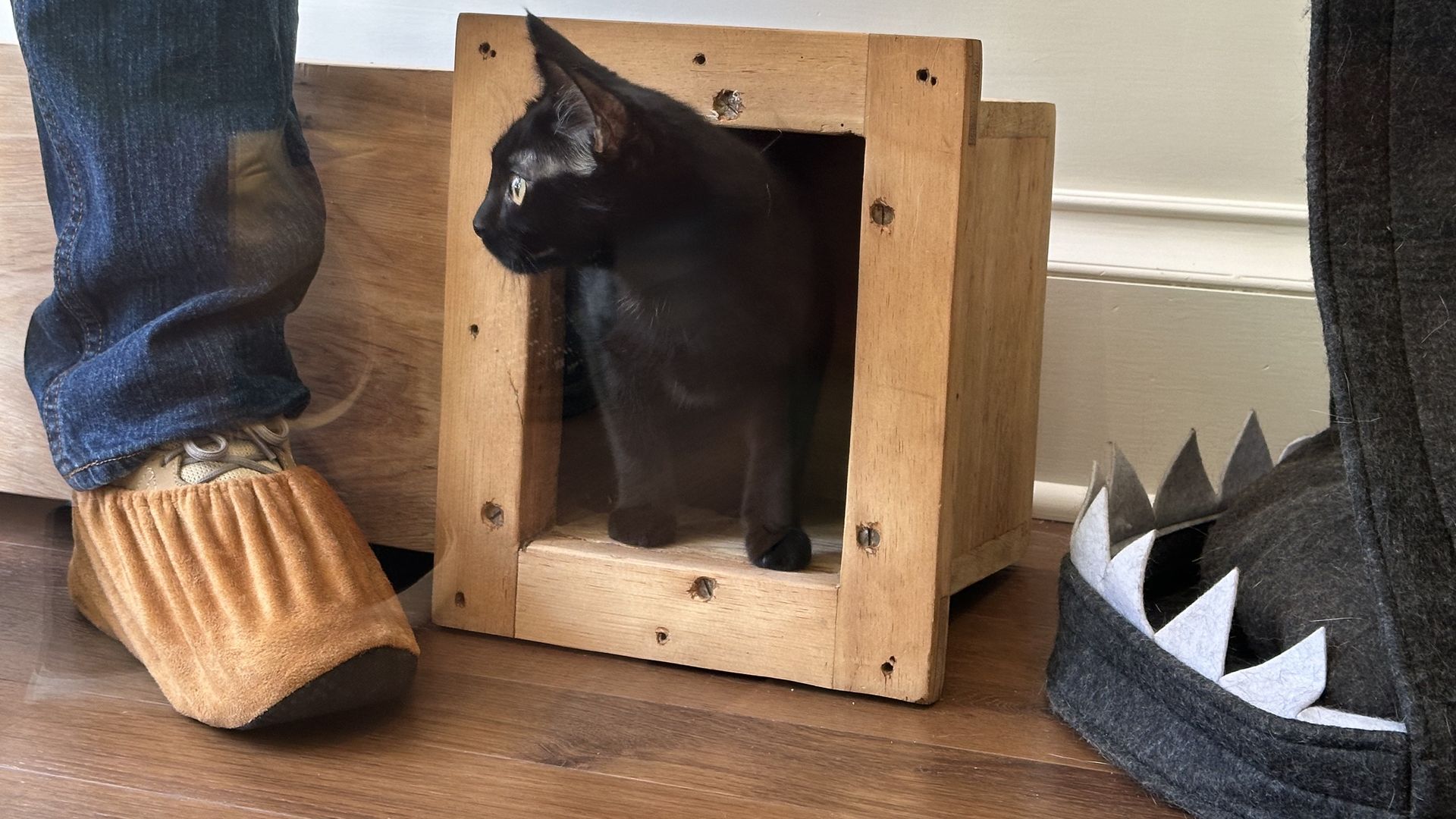 A black kitten playing inside the cat lounge of A Sanctuary Cafe, Boston's only cat cafe