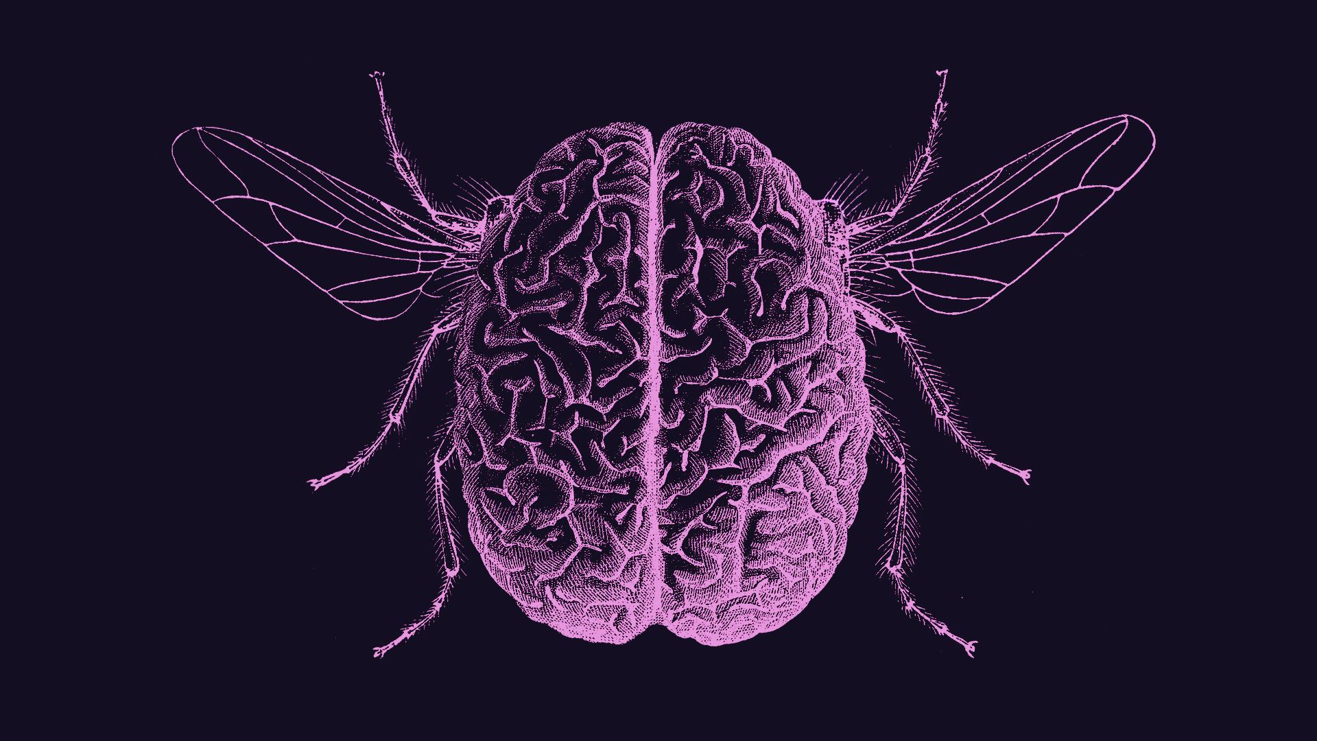 Illustration of a brain with wings and insect legs in an engraved scientific drawing style