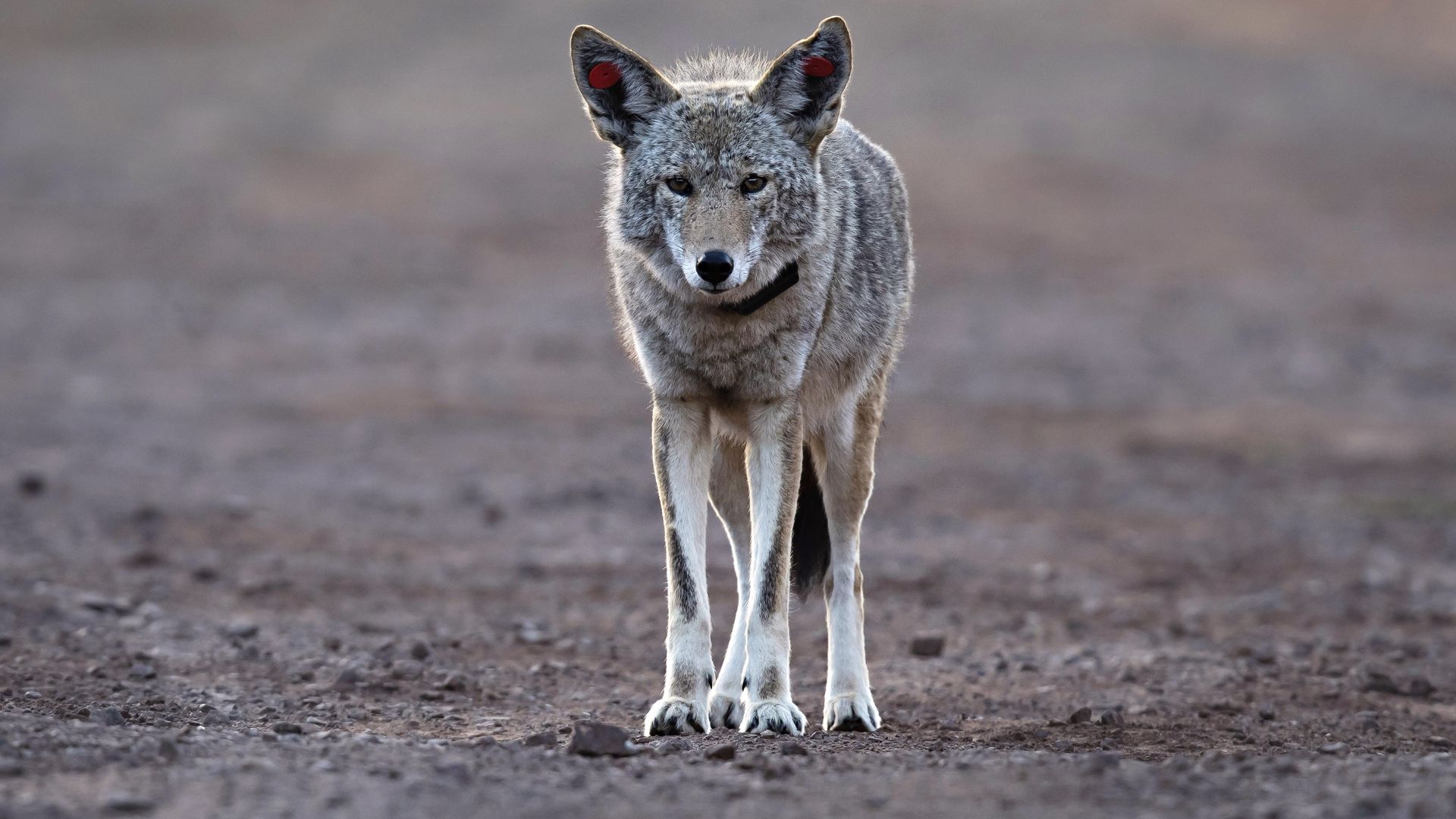 A photo of a coyote.