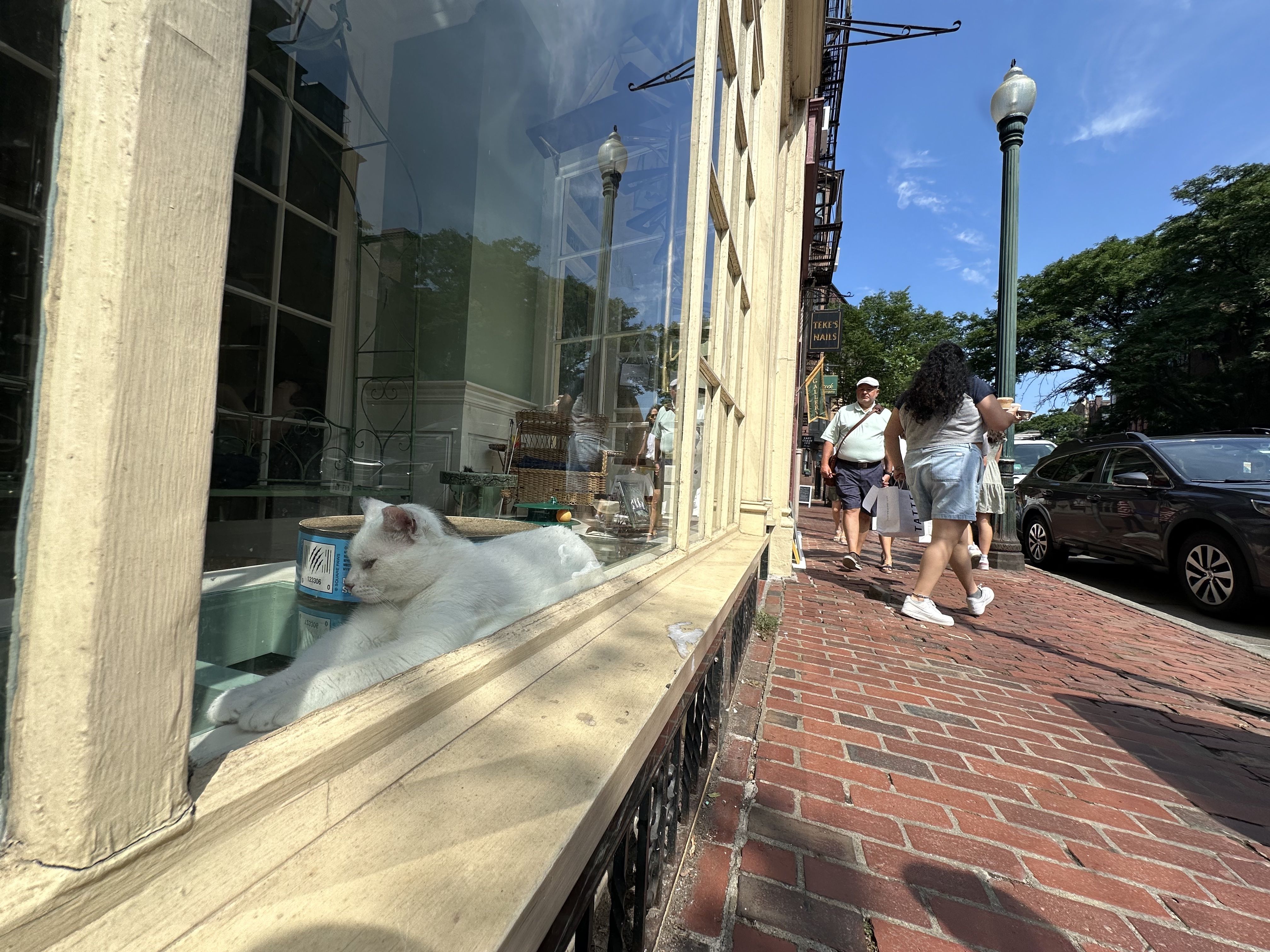 A cat lounges in the storefront of A Sanctuary Cafe's cat lounge in Boston's Beacon Hill neighborhood.