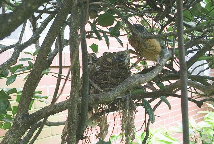 bird-and-nest