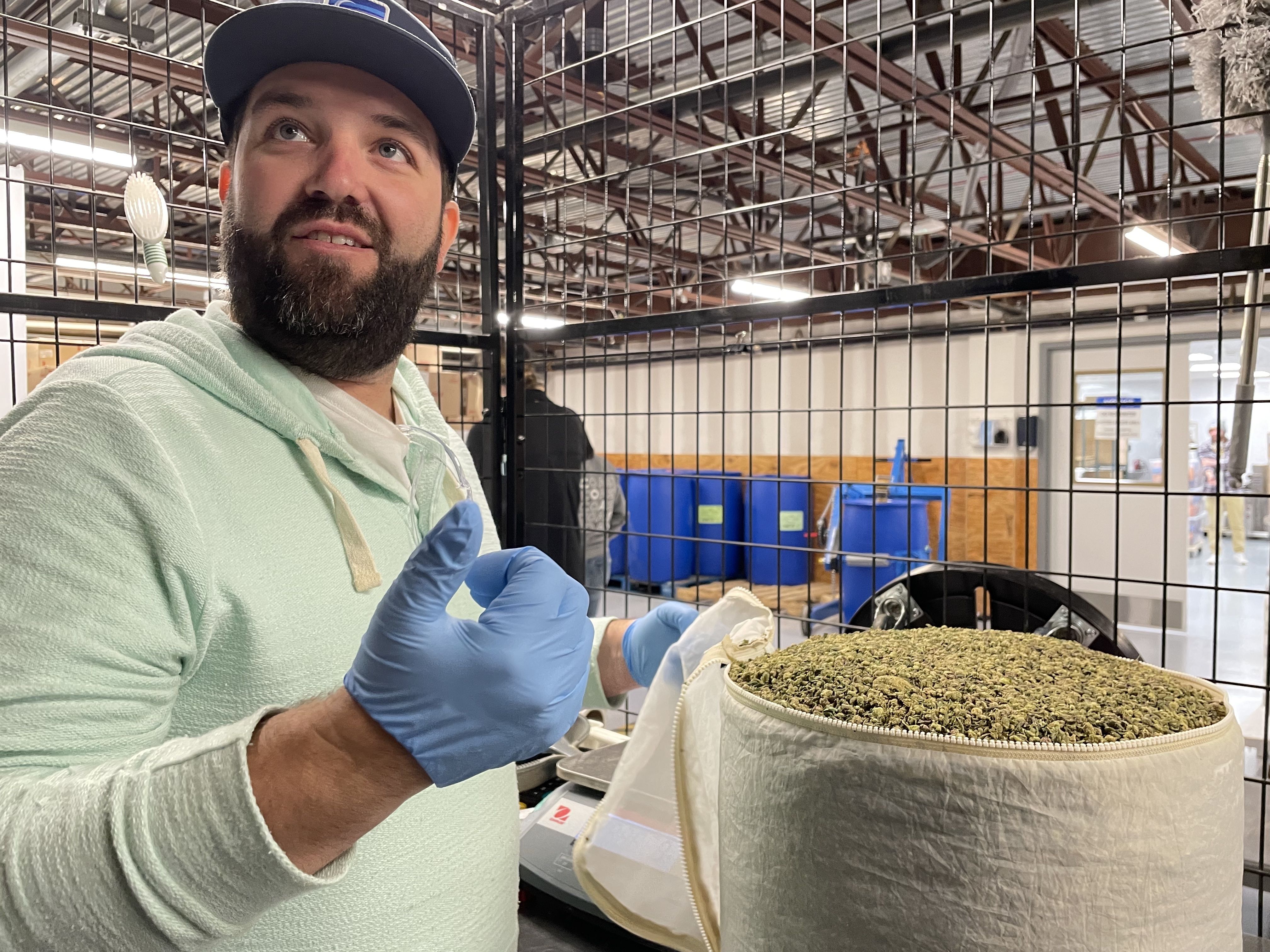 Coast Cannabis co-founder Brian Cusnick, wearing laytex gloves, opens a cylindrical bag of cannabis flower. 