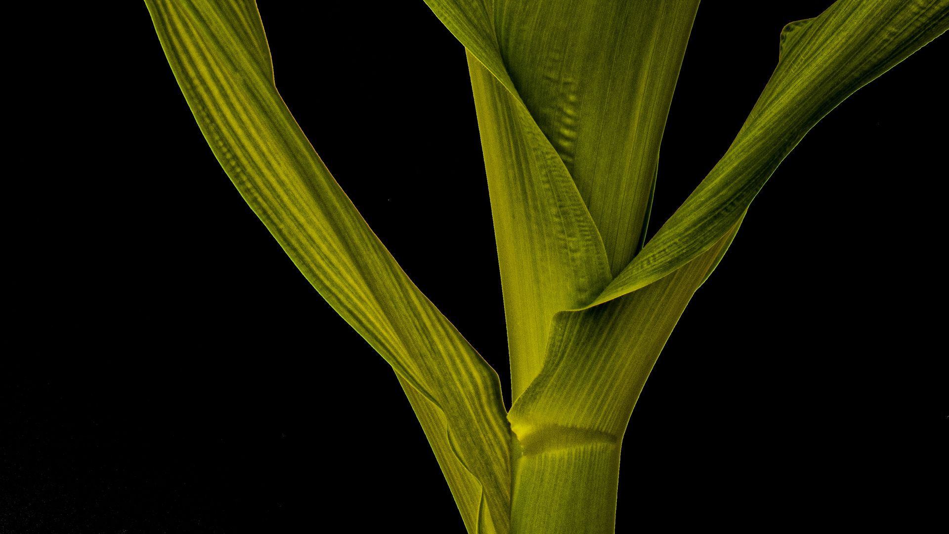 Photo of a developing maize plant