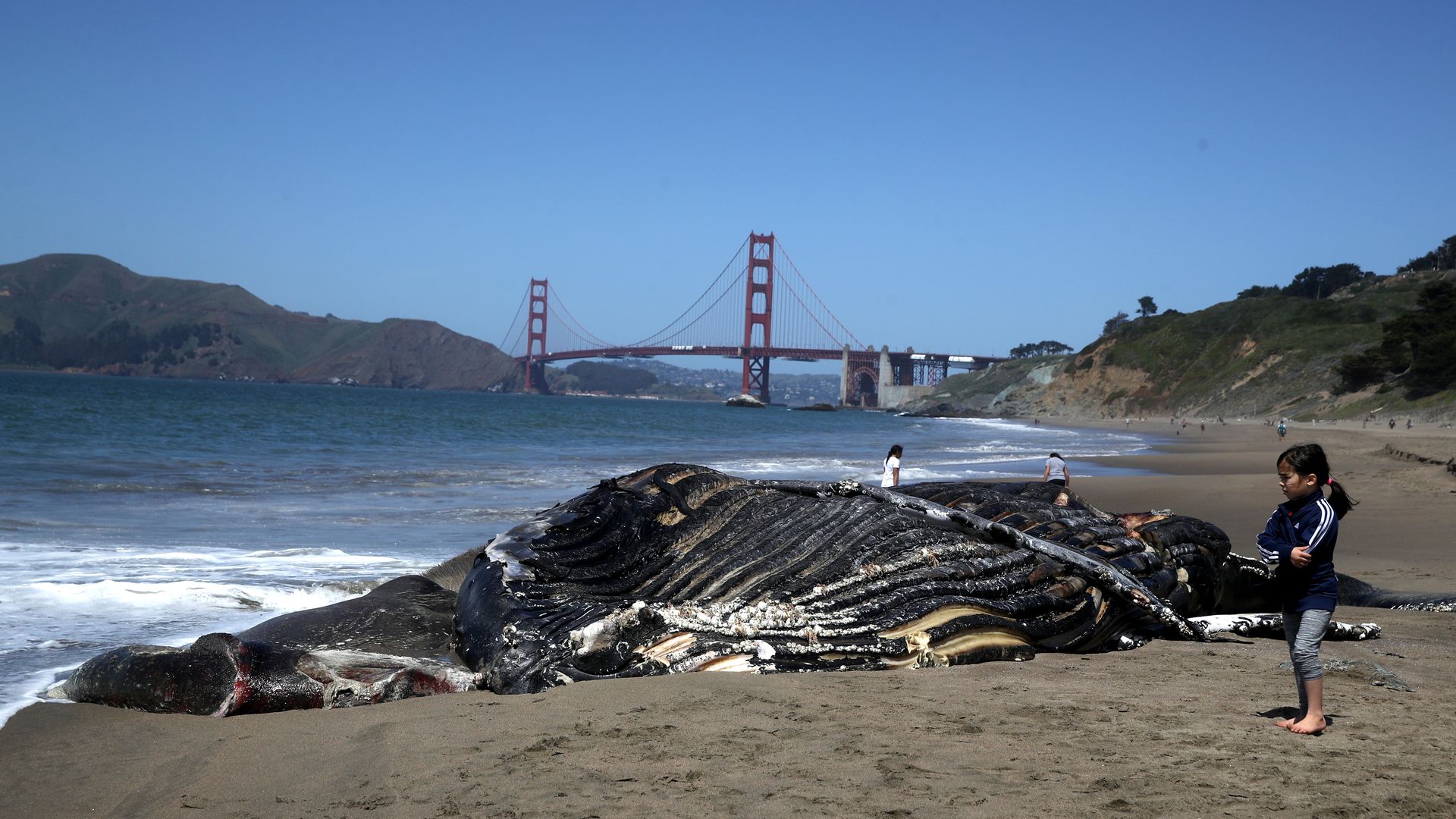 A young girl looks at a dead juvenile Humpback Whale that washed up on Baker Beach on April 21, 2020 in San Francisco, California. Scientists with the Marine Mammal Center performed a partial necropsy on the severely decomposed juvenile Humpback Whale that washed up near the Golden Gate Bridge. (Pho