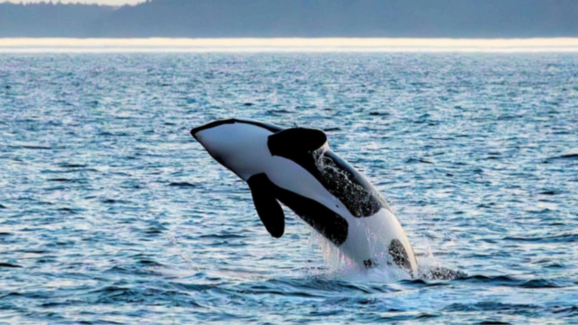 A Bigg's killer whale breaches the Salish Sea. 