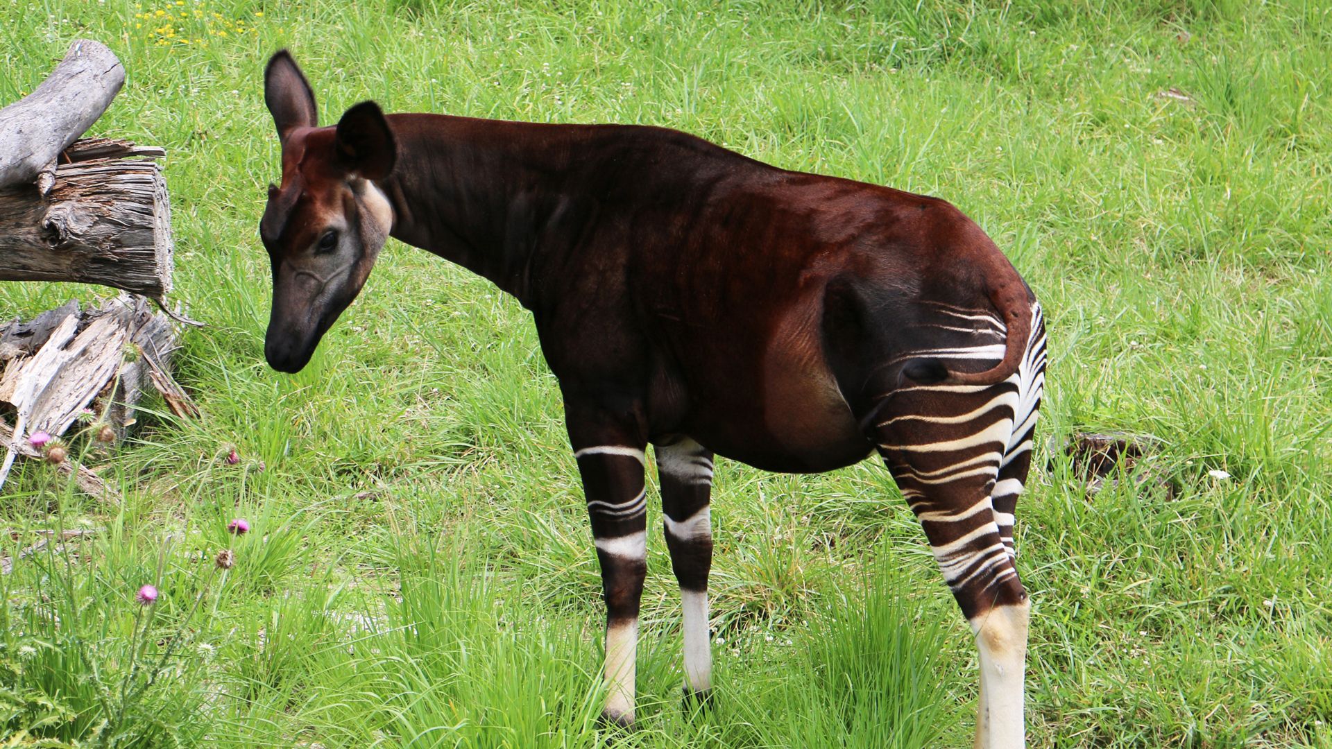 A photo of a Okapi.