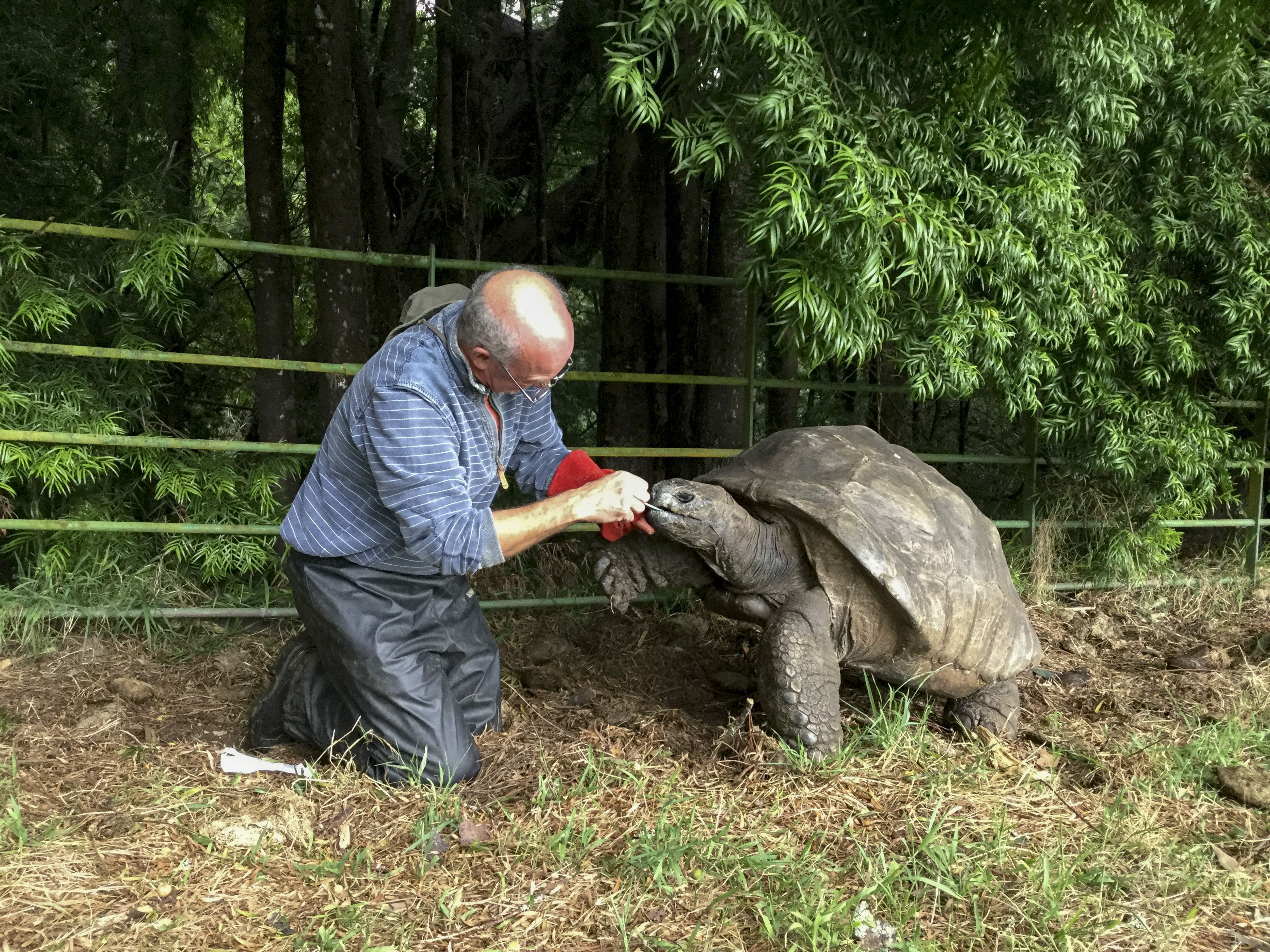 Jonathan, an Aldabra giant tortoise who lives 1,200 miles off Africa's west coast on the remote island of St. Helena.