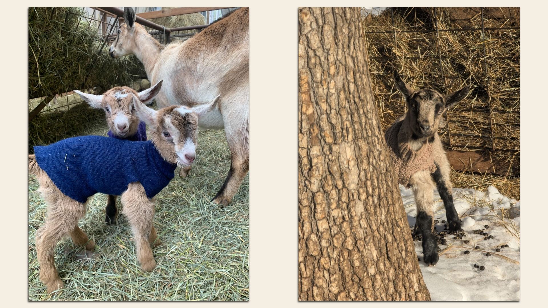 Tiny baby goats wearing sweaters