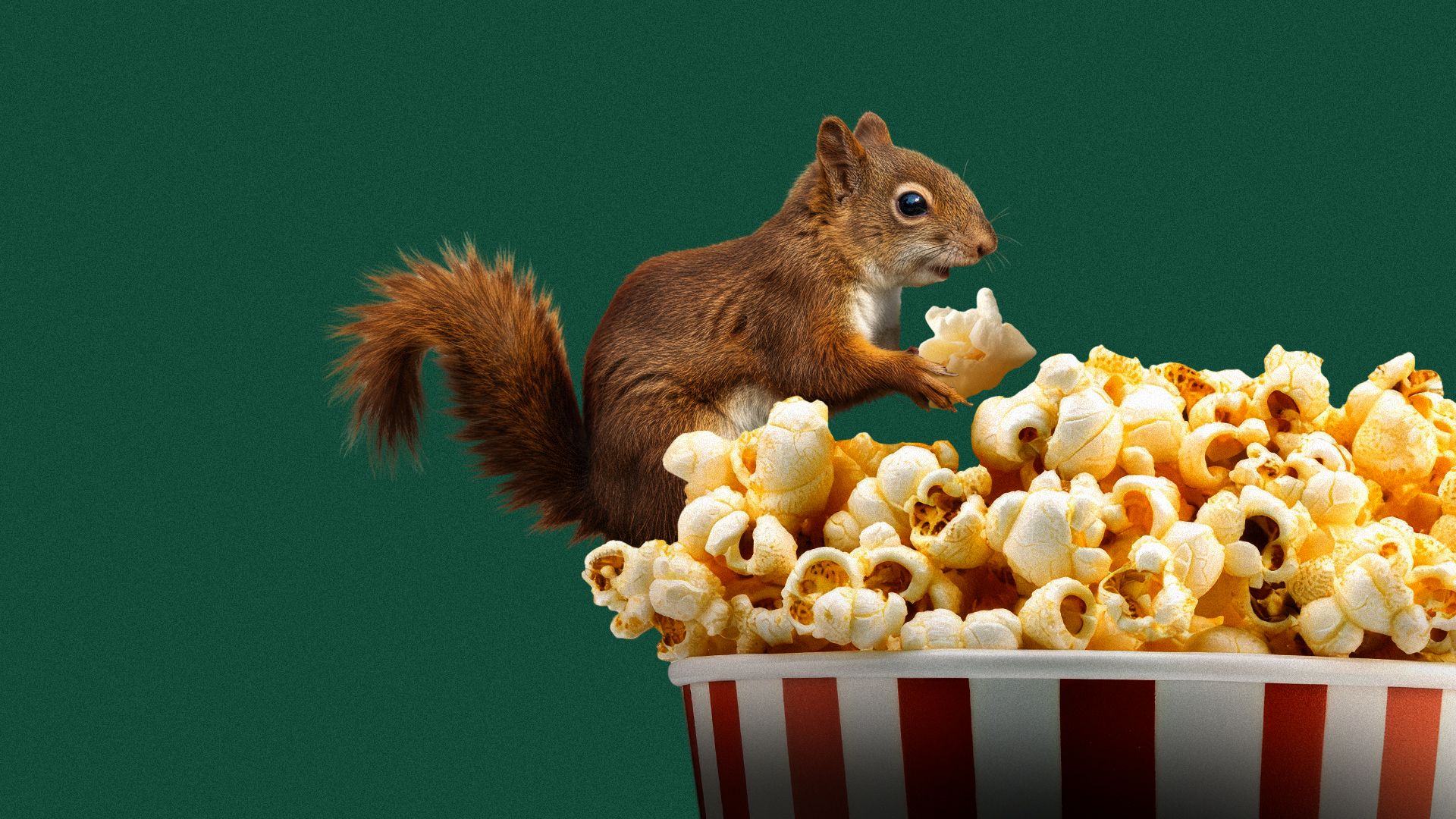 Illustration of a squirrel eating popcorn from a popcorn bucket.