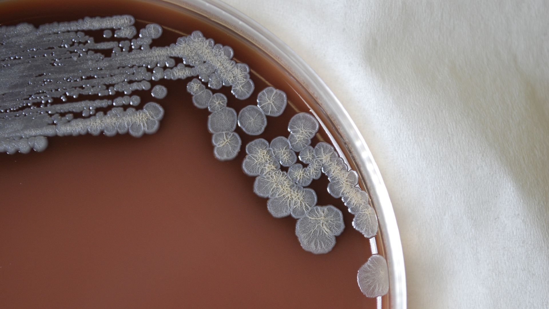 Colonial morphology of Gram-negative Burkholderia pseudomallei bacteria grown 72 hours on a medium of chocolate agar, 2010. 