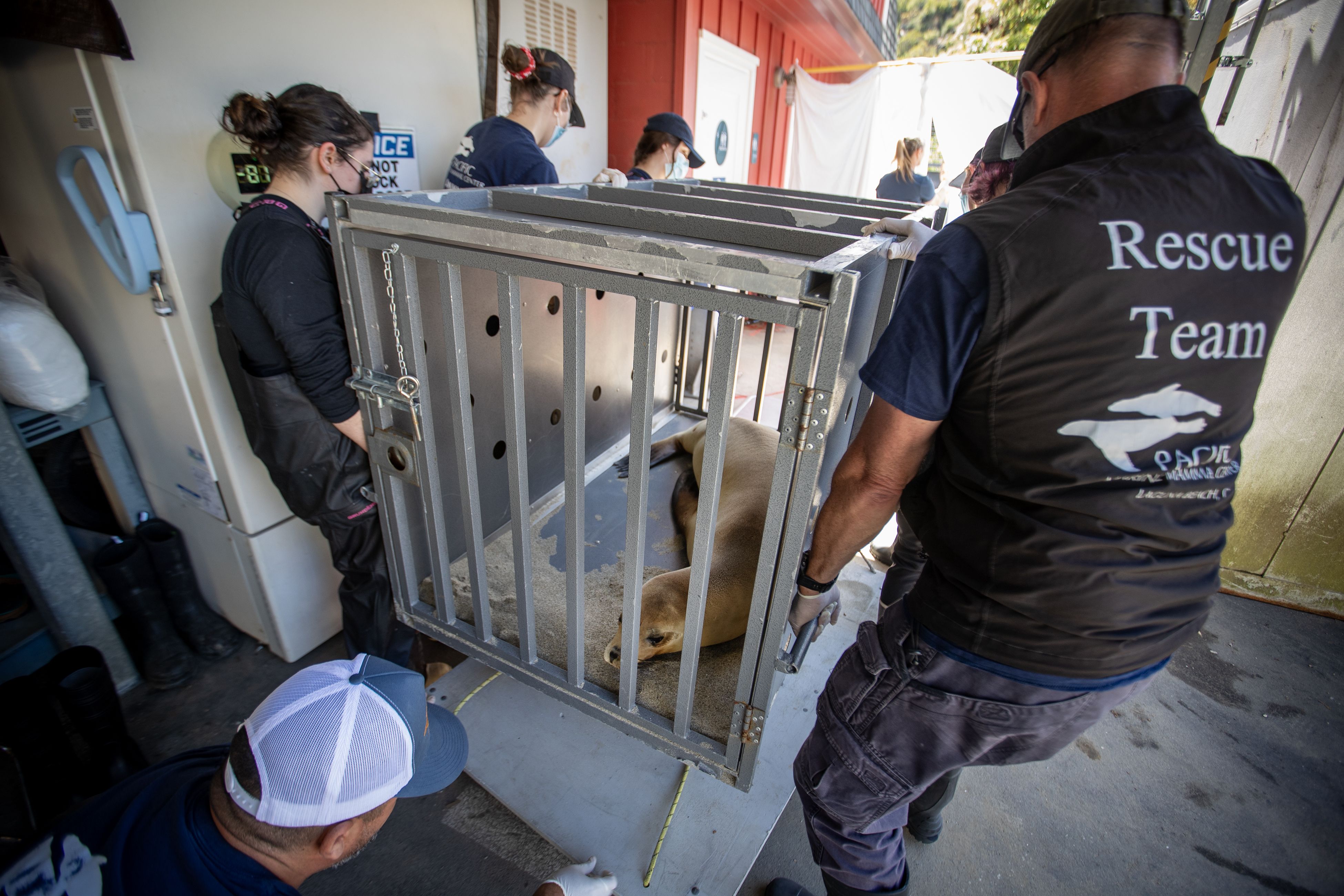 Rescue team members unloads a California Sea Lion named Lainey from a truck at the Pacific Marine Mammal Center in Laguna Beach after it was found in Laguna Beach having seizures from toxic algae blooms Tuesday, June 20, 2023. The toxic algae bloom along the coast is killing dolphins and sea lions. More than 1,000 marine mammals along the Southern California coast have gotten sick or died due to the bloom of toxic algae, due to high concentrations of domoic acid a neurotoxin produced by the marine algae Pseudo-nitzschia