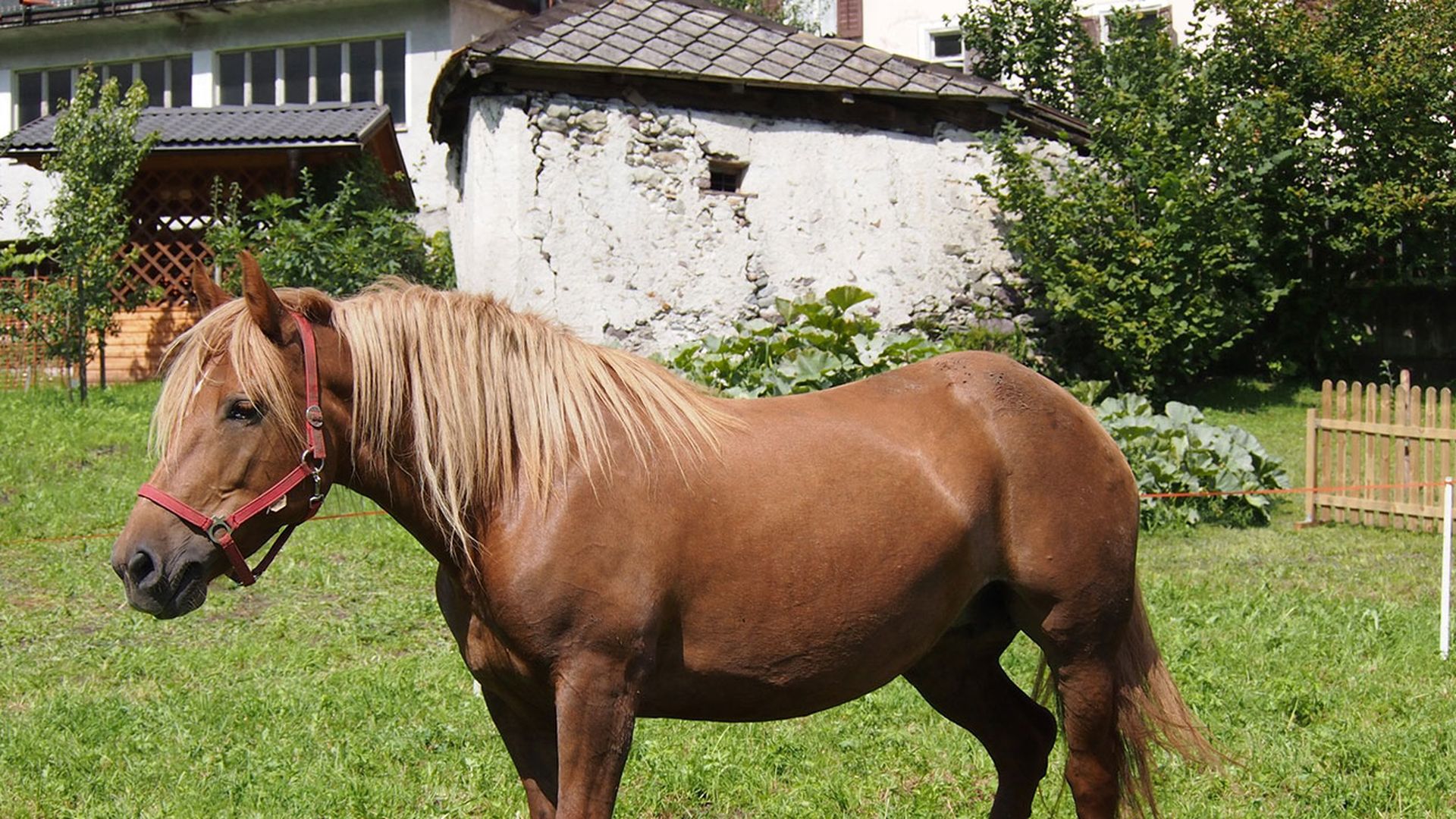 homes-for-sale-for-horse-lovers-near-charlotte