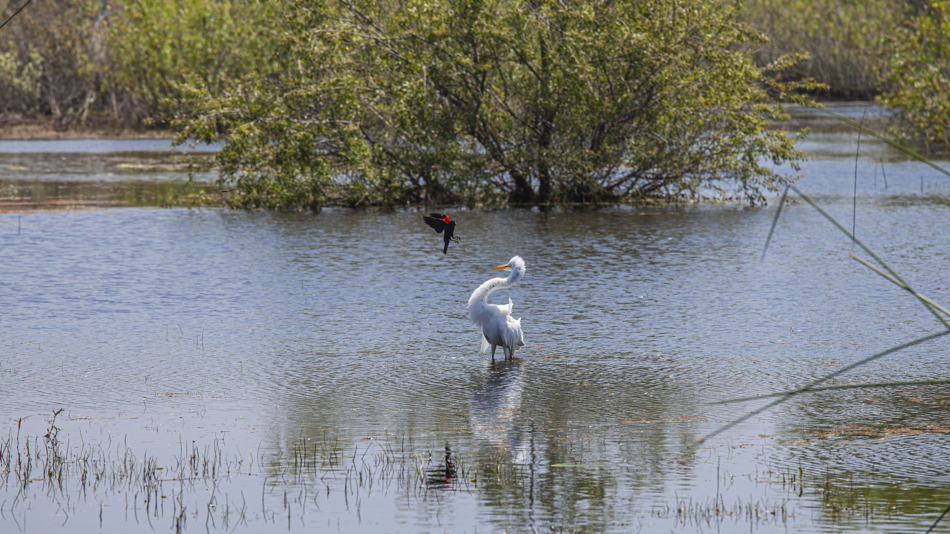 Red-winged Blackbird. attacking a Great Egret. Madrona Marsh Wetlands is a vernal freshwater marsh and is approximately 43 acres. Torrance, California