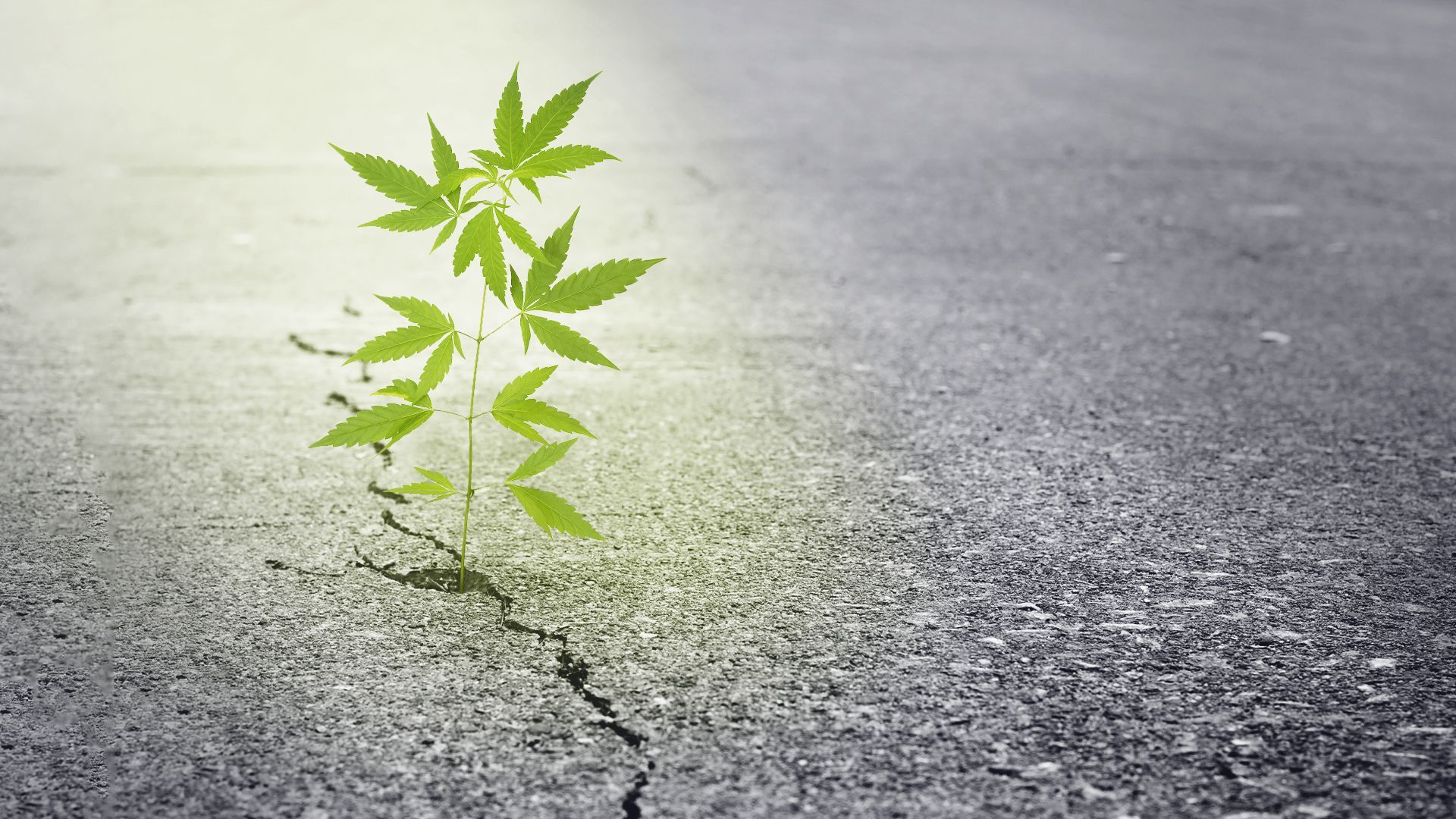 Illustration of a cannabis plant sprouting through a crack in pavement