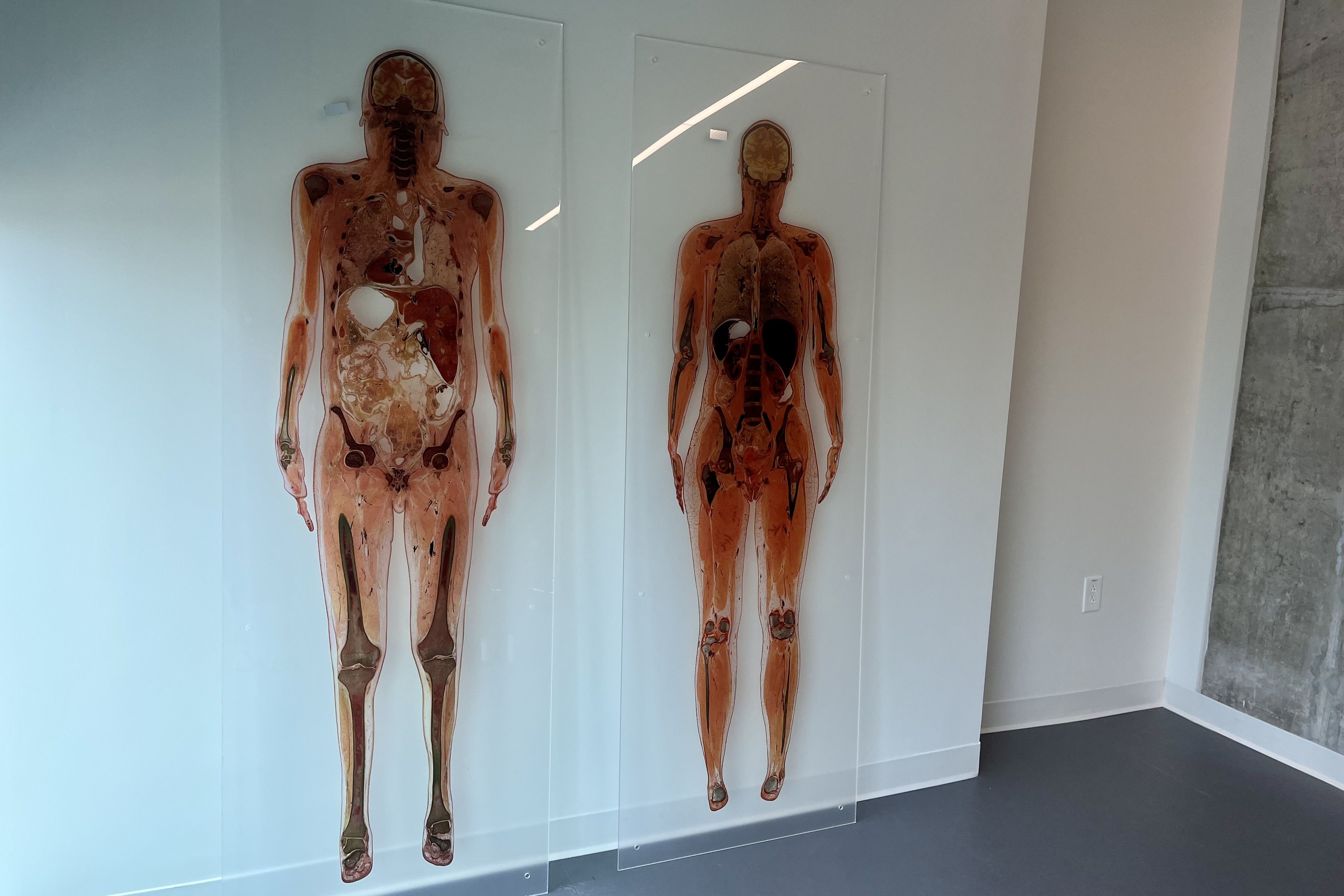Images of the human body on the wall in a lab