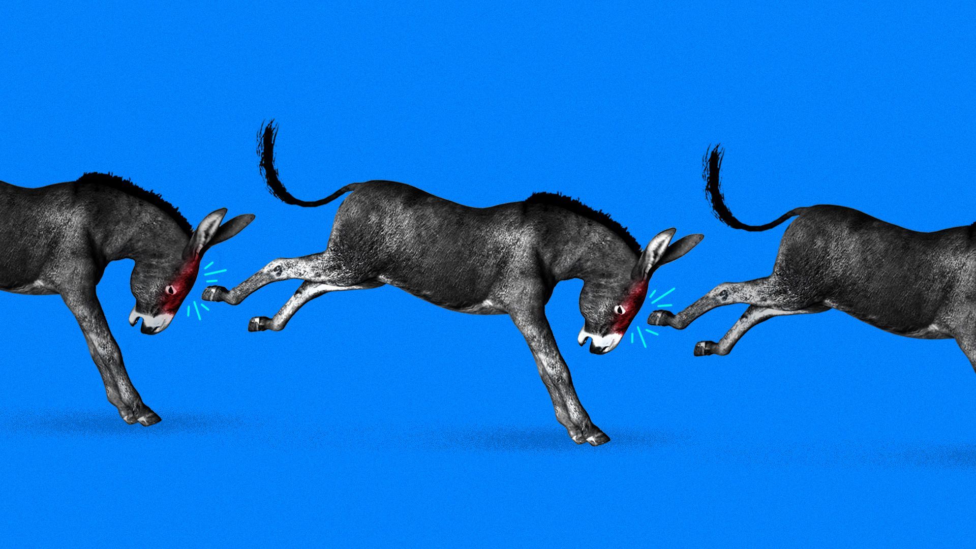 A donkey kicking back and hitting another donkey while getting kicked in the head by a donkey