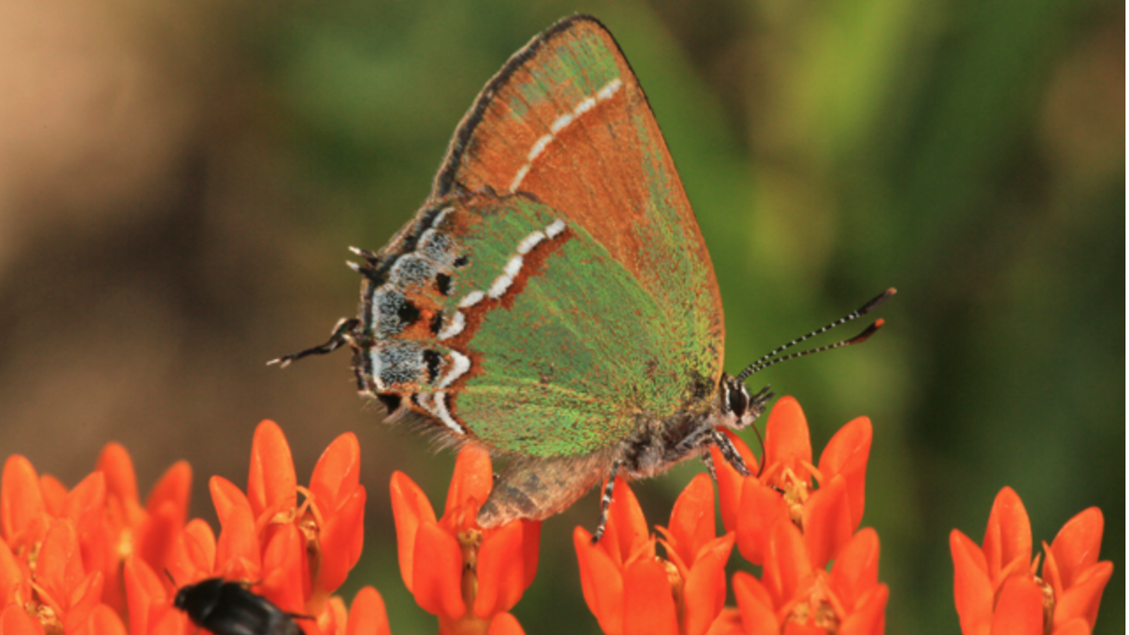 The best native plants for gardening in Denver Axios Denver