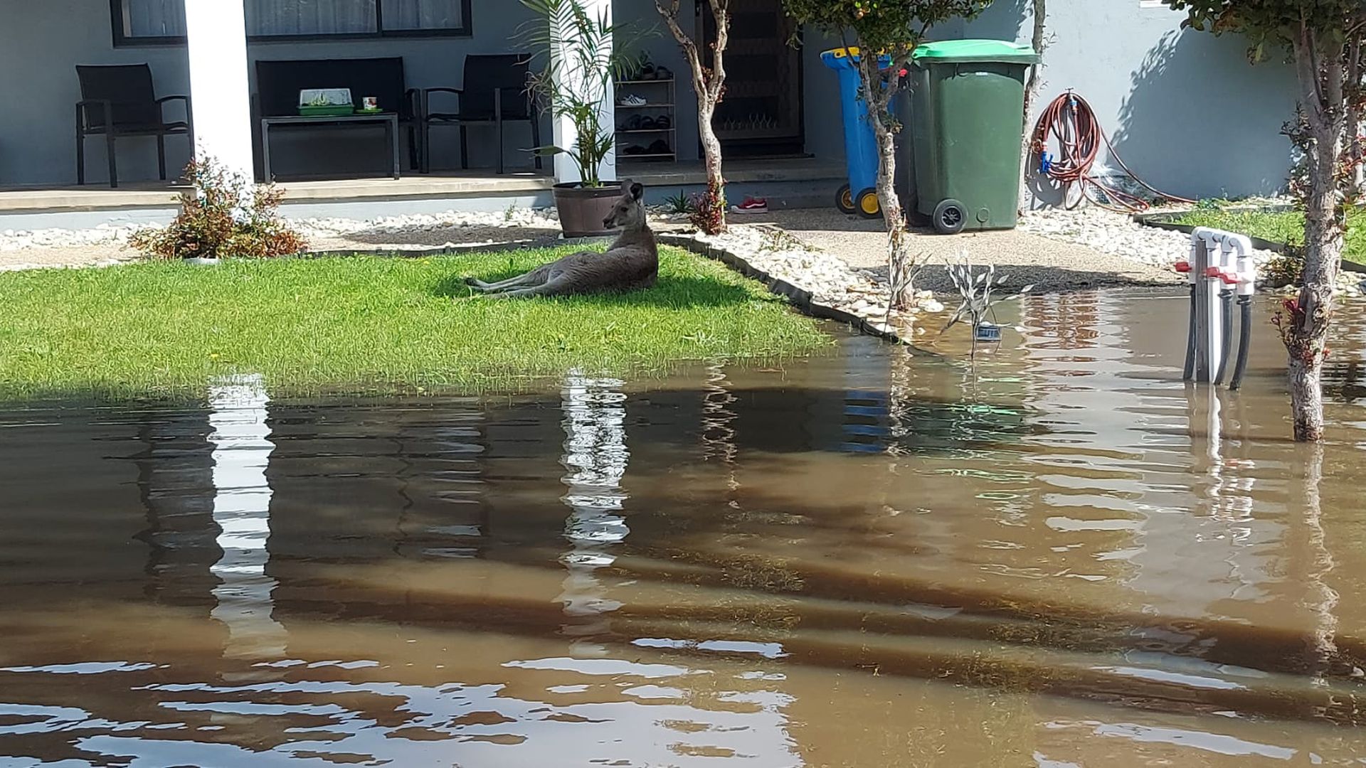 A kangaroo rests in front of the a house at flooded area after heavy rains in Victoria state, Australia on October 17, 2022.