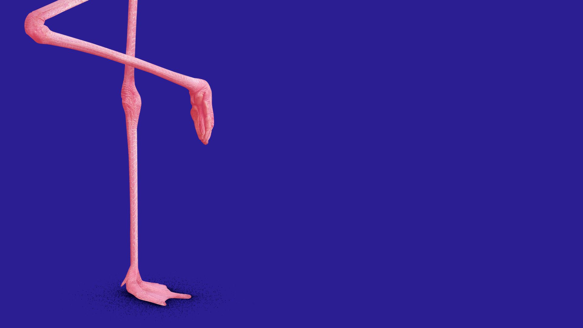 Illustration of a flamingo's legs in a one-legged pose. 