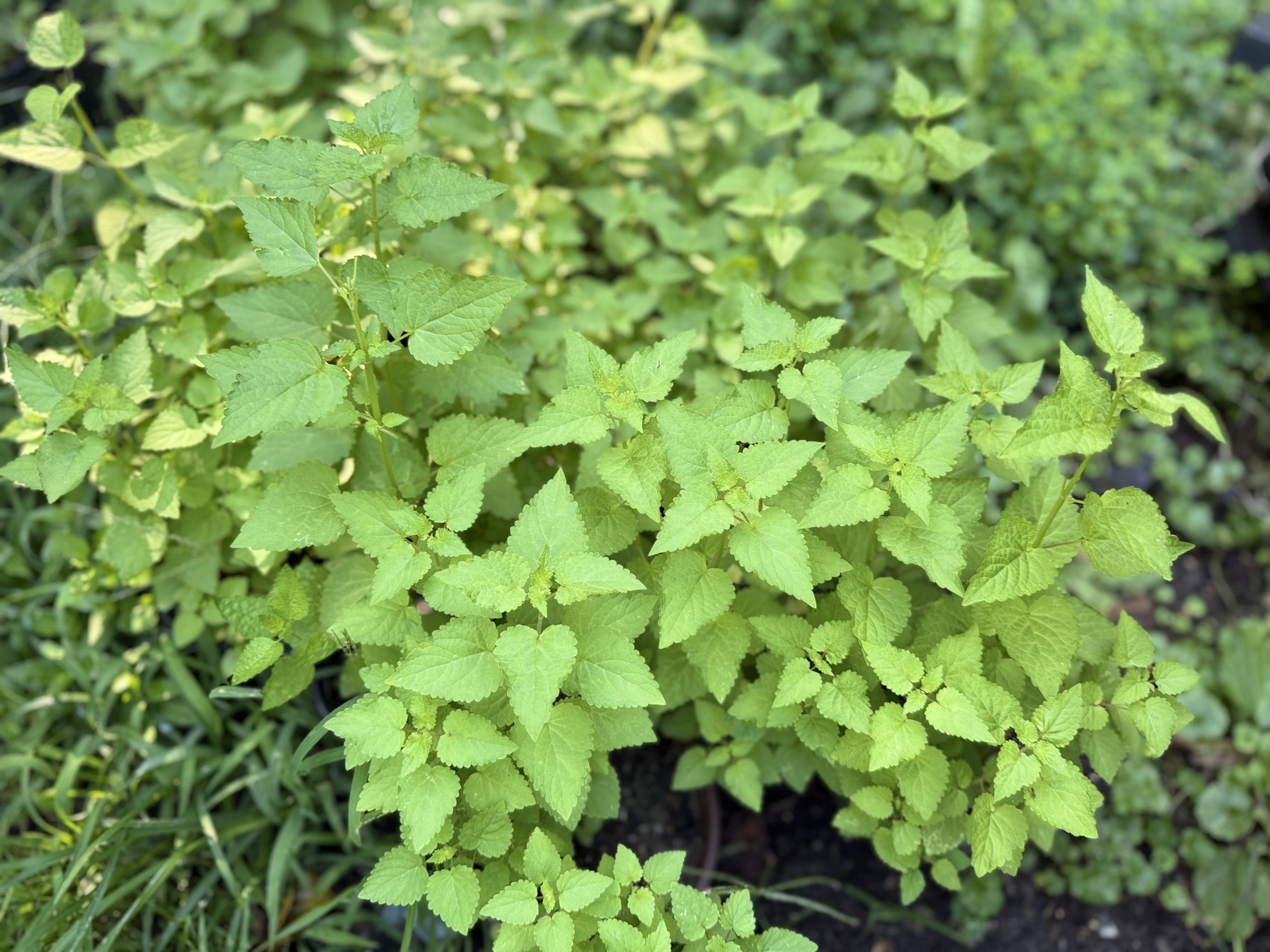 Close-up of bright green mint leaves with serrated edges on square stems, dense in a lush herb garden.