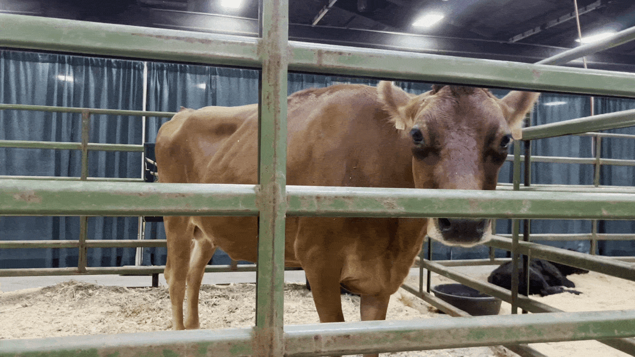 Inside a stable, a light brown horse stands in a green metal pen, facing the camera. Straw bedding on the floor, blue curtains in the background, and a dark water trough to the side.