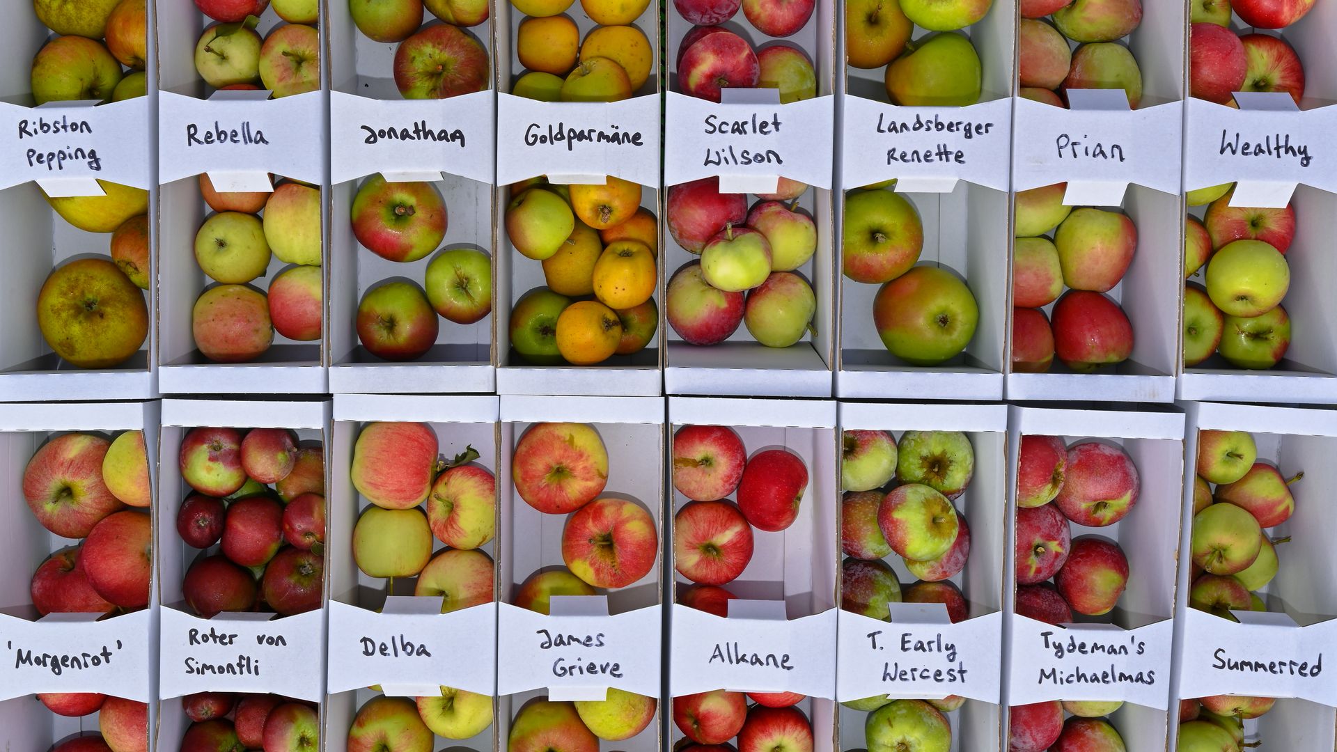 Different varieties of apples in boxes with labels