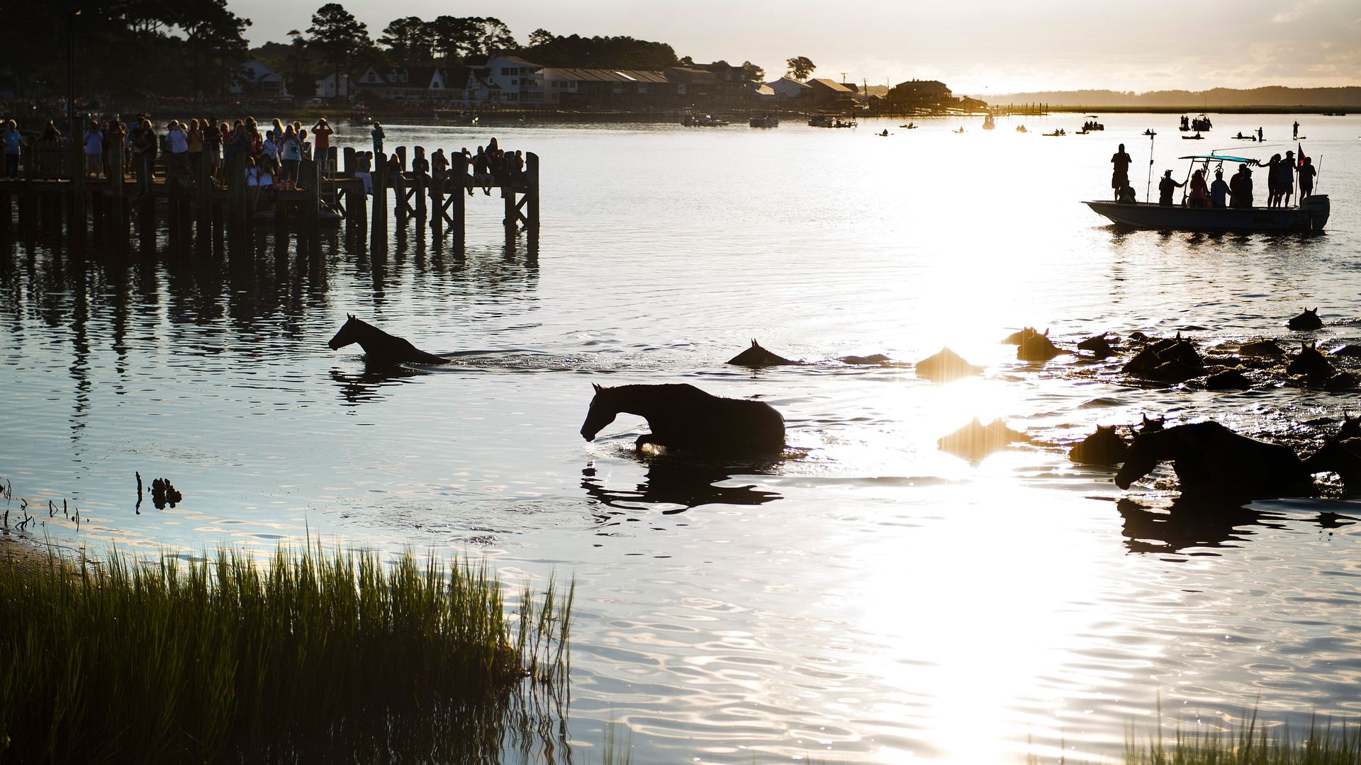 Wild ponies make their way out of the water.
