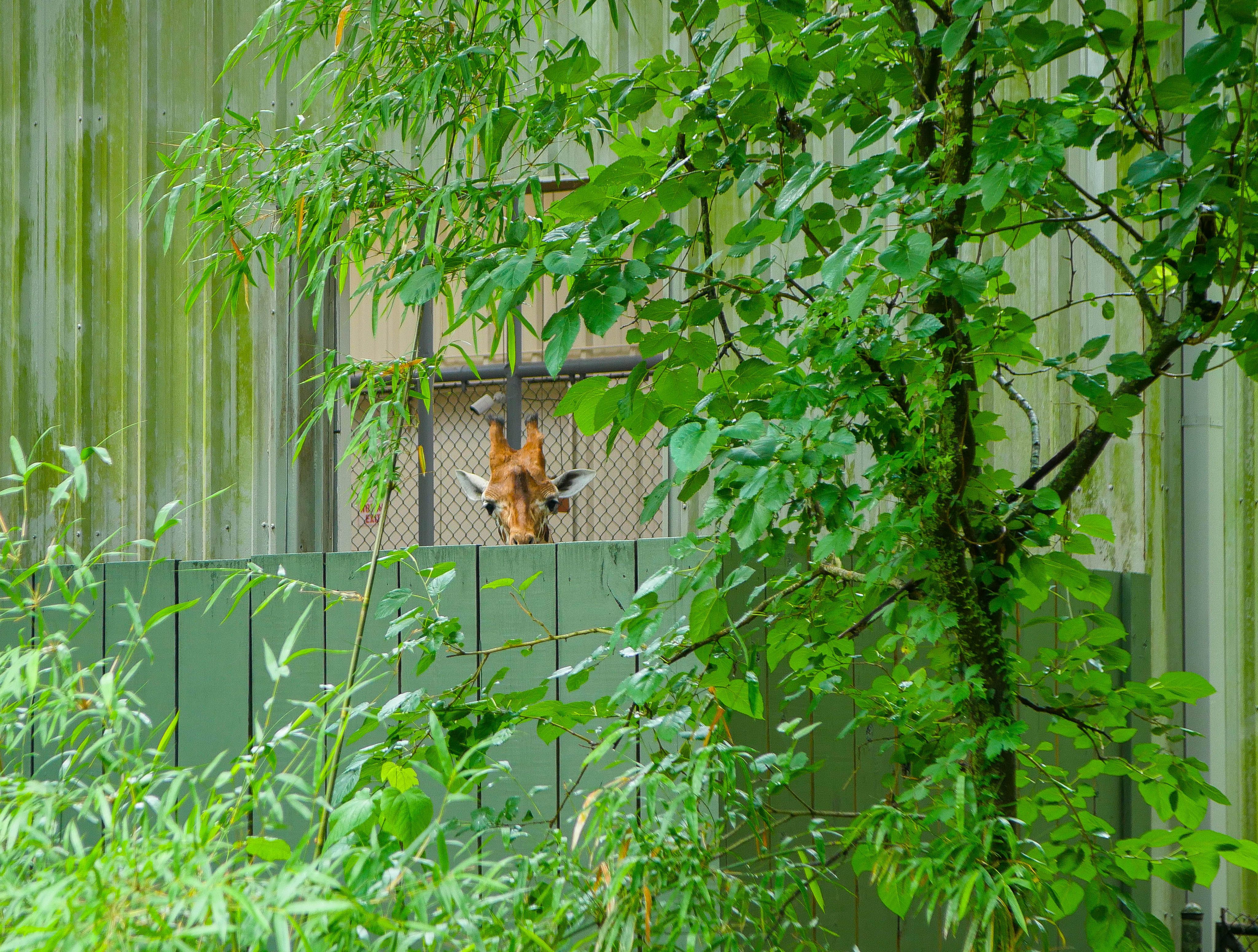 Photo shows a giraffe head poking over a fence.